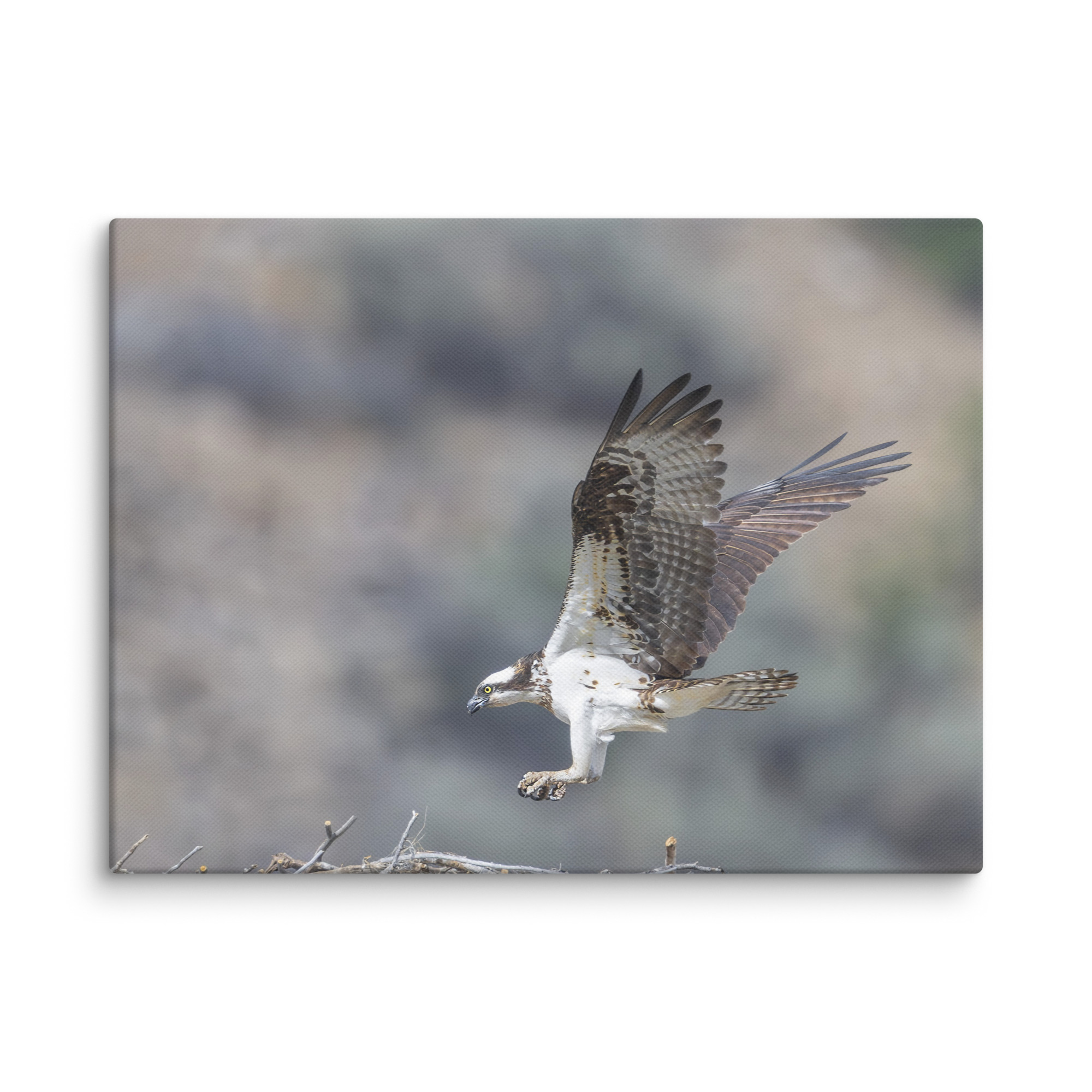 Osprey Landing on its nest! Canvas - Image 19