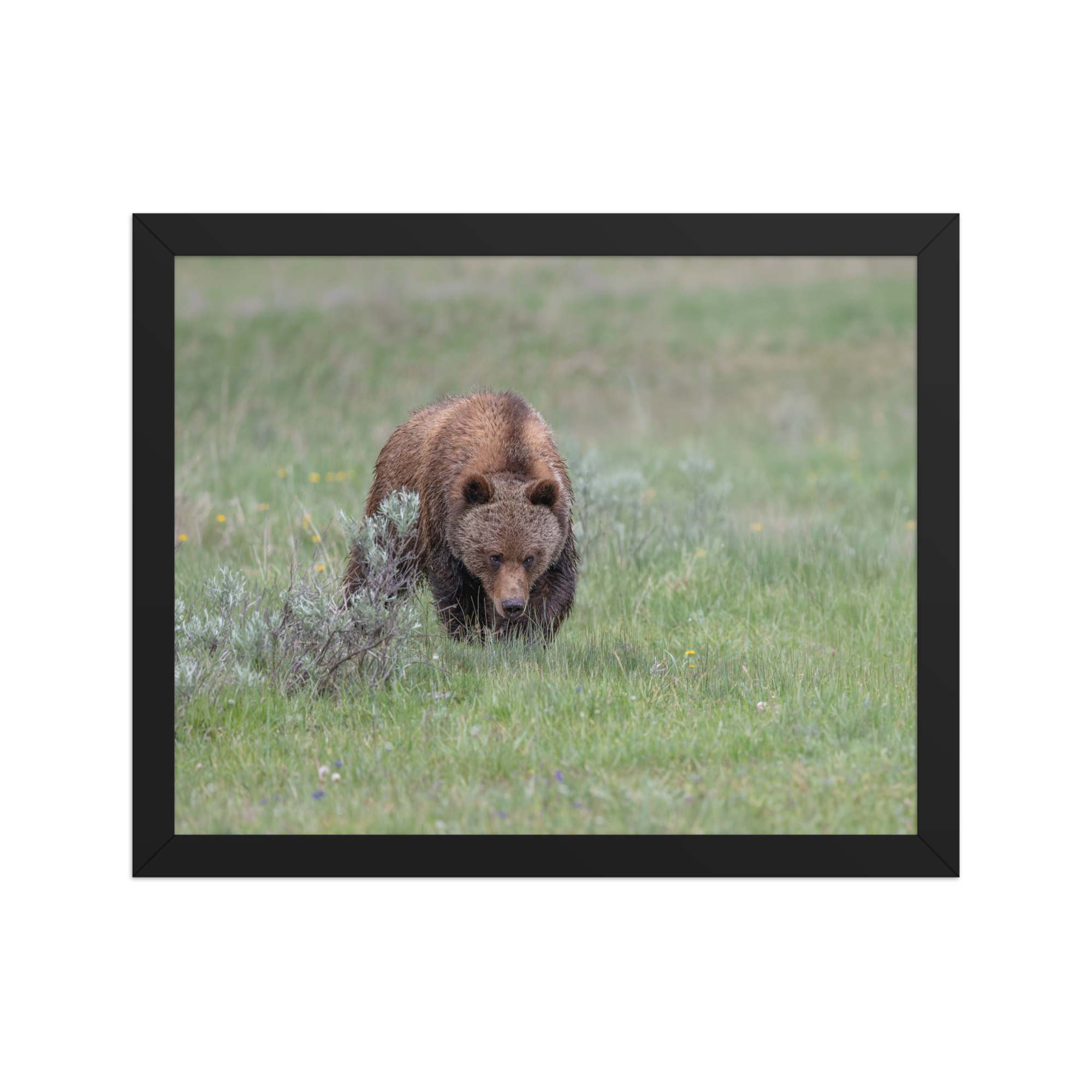 Grizzly Watching! Framed poster - Image 4