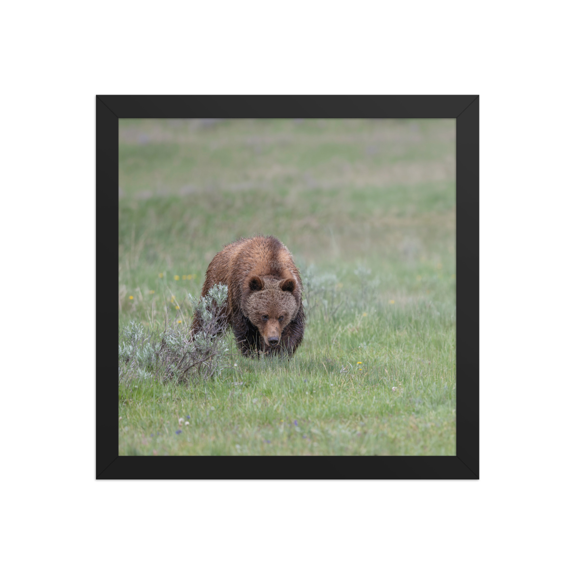 Grizzly Watching! Framed poster - Image 5