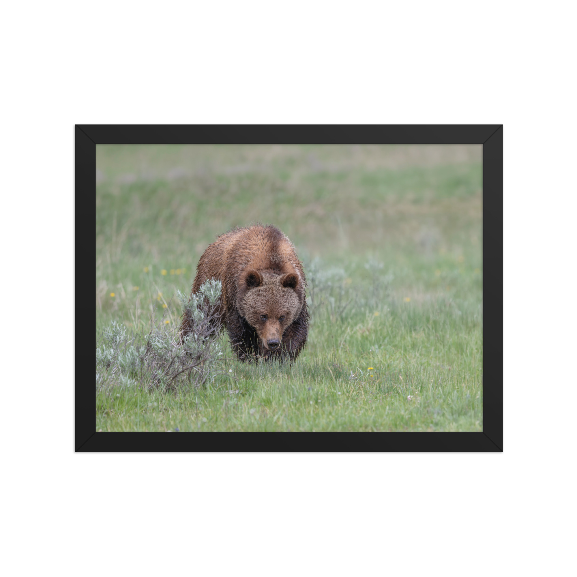 Grizzly Watching! Framed poster - Image 6