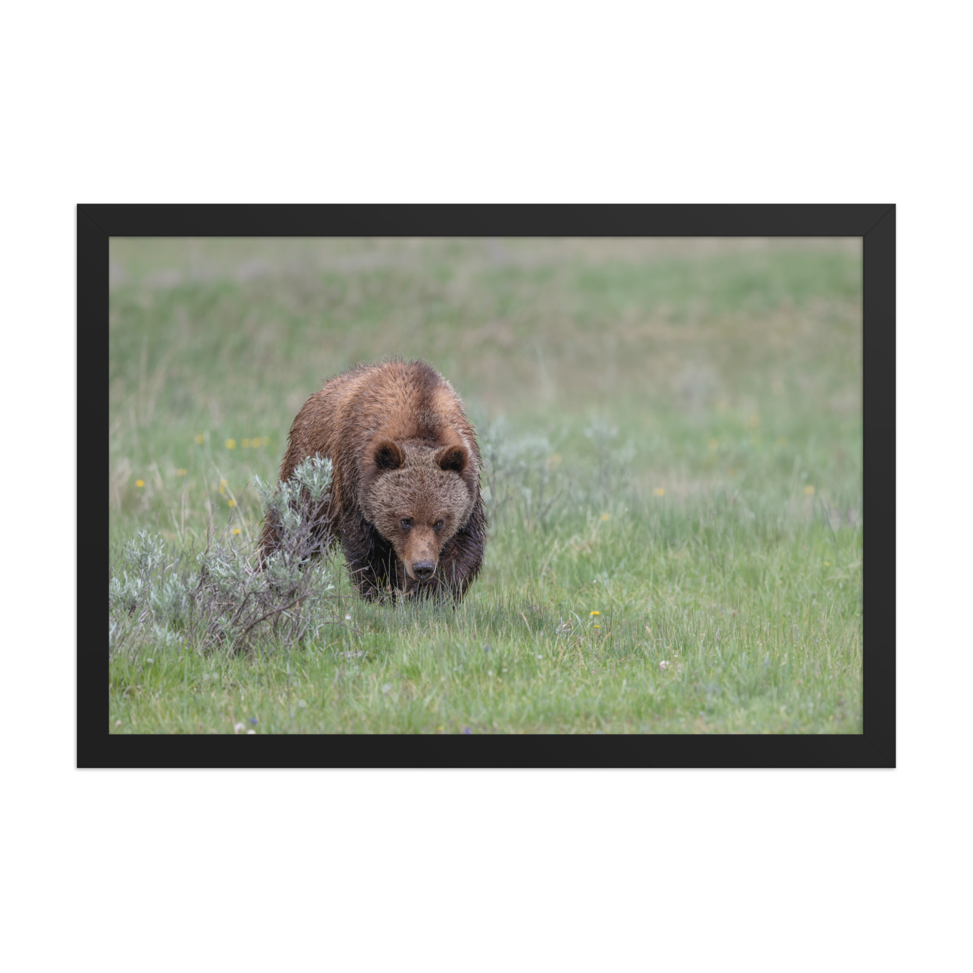 Grizzly Watching! Framed poster - Image 7