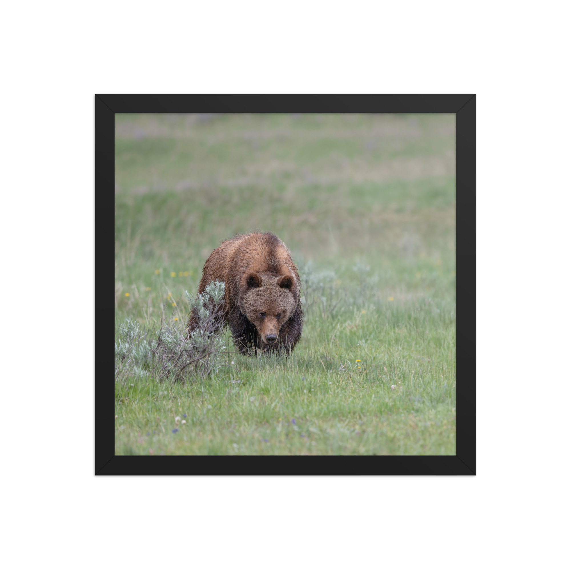 Grizzly Watching! Framed poster - Image 8
