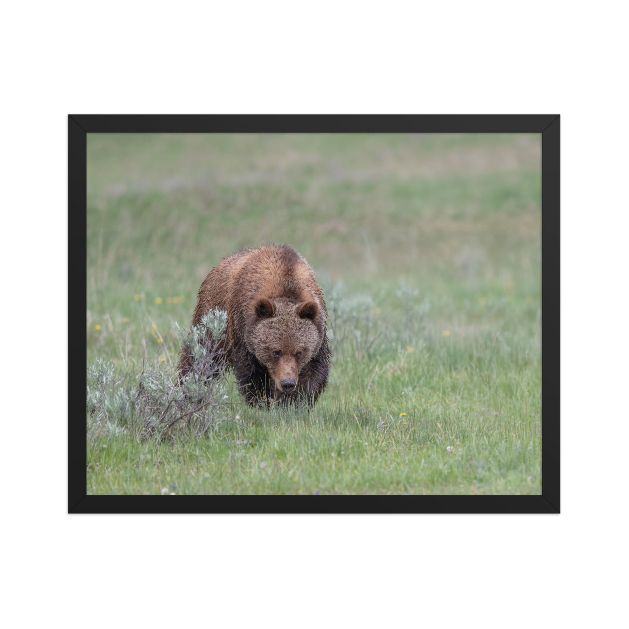 Grizzly Watching! Framed poster - Image 10