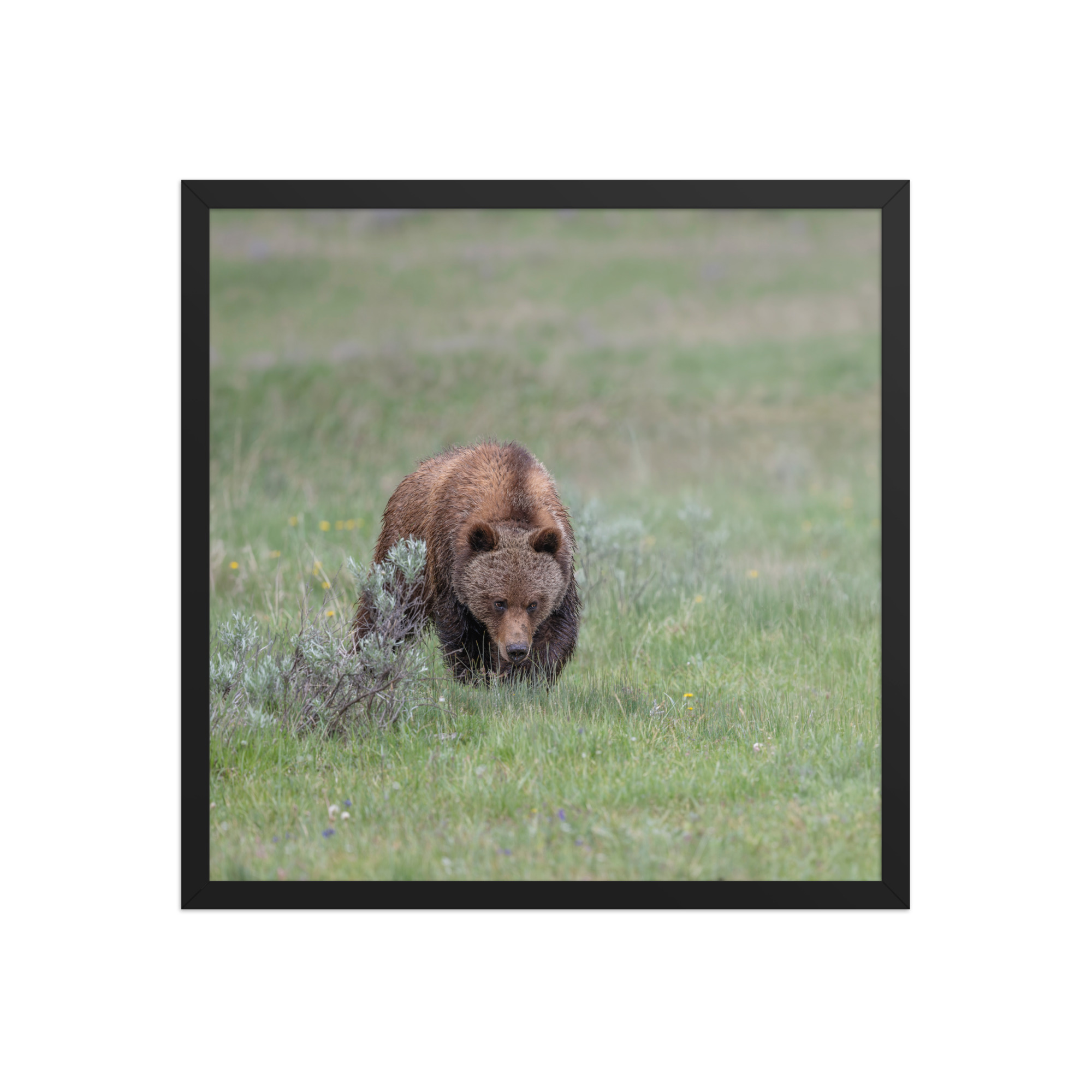 Grizzly Watching! Framed poster - Image 11