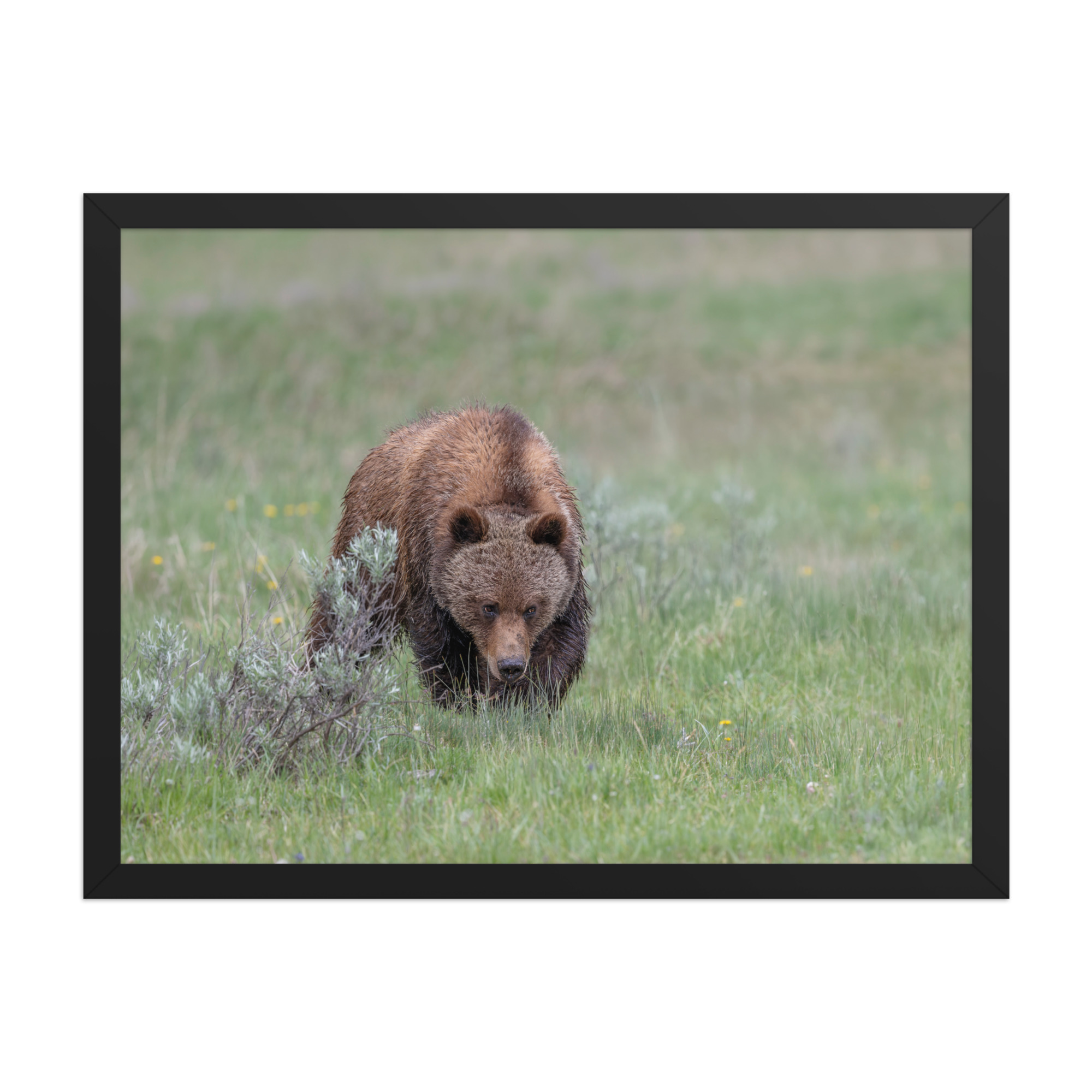 Grizzly Watching! Framed poster - Image 12