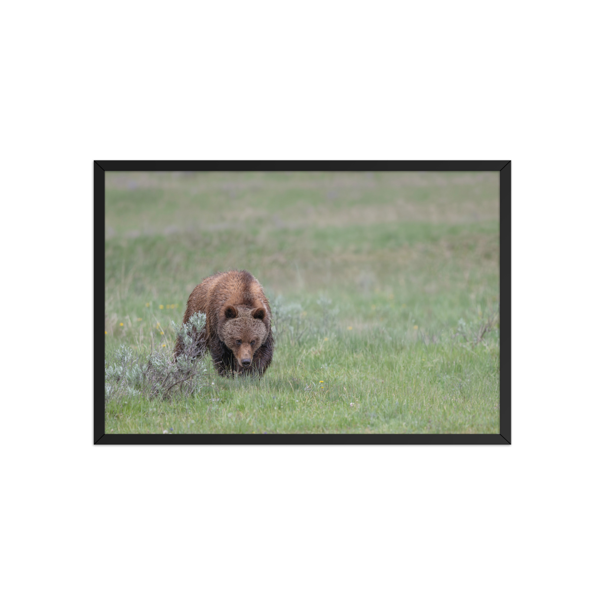 Grizzly Watching! Framed poster