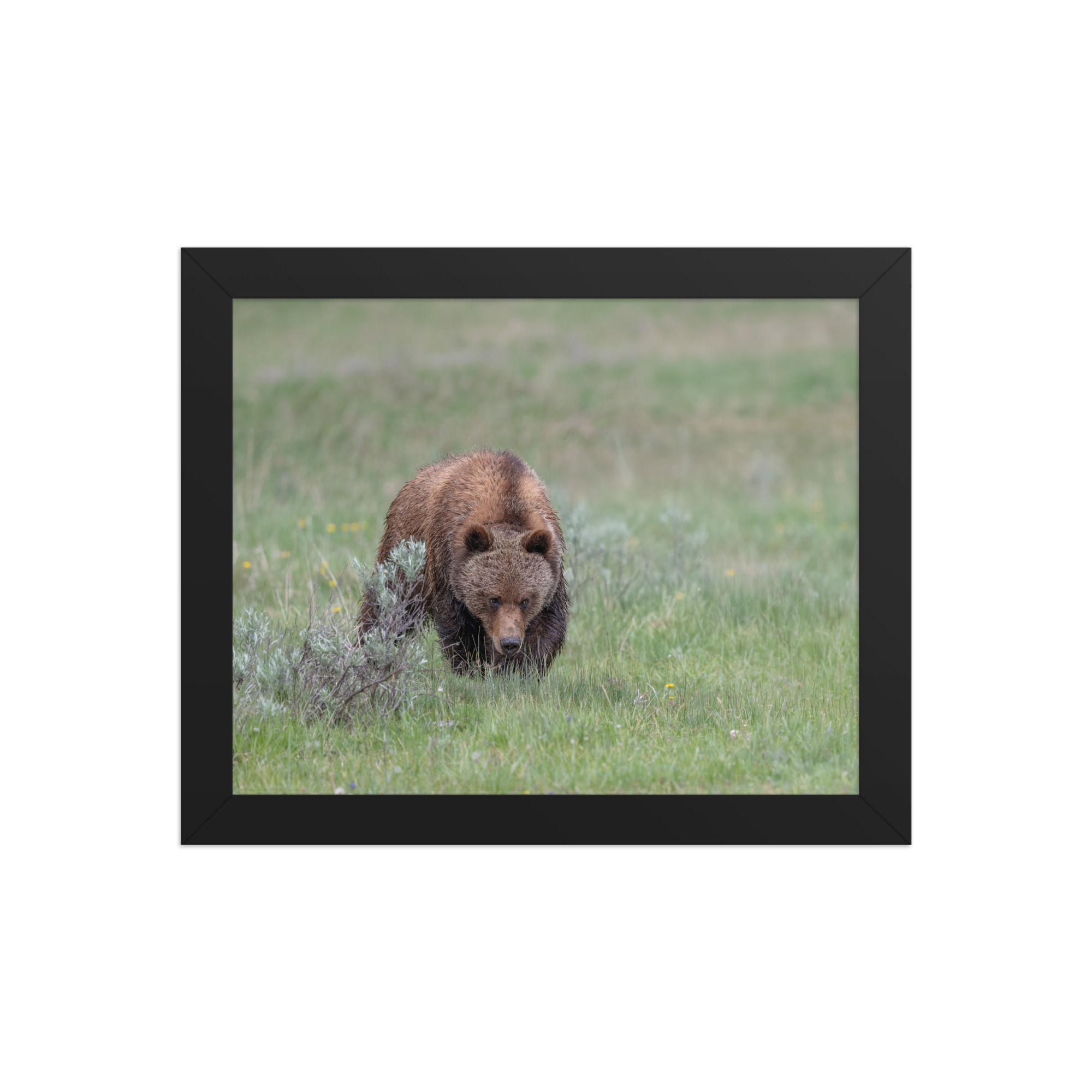 Grizzly Watching! Framed poster - Image 2