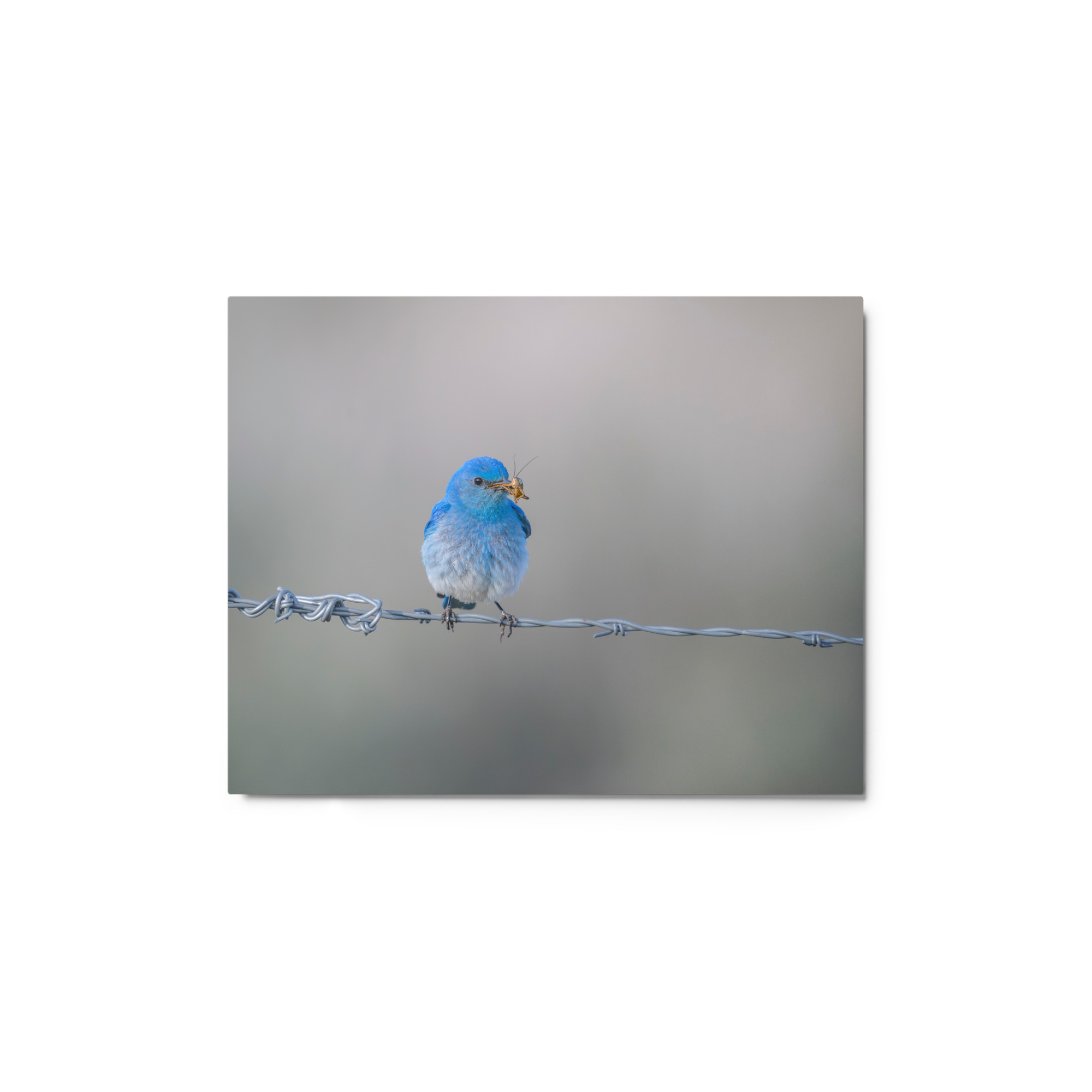 Mountain Blue Bird! Metal prints - Image 2