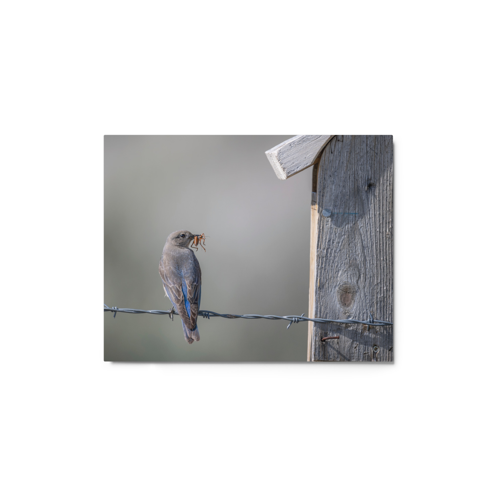 Mama Mountain bluebird with food! Metal prints - Image 2
