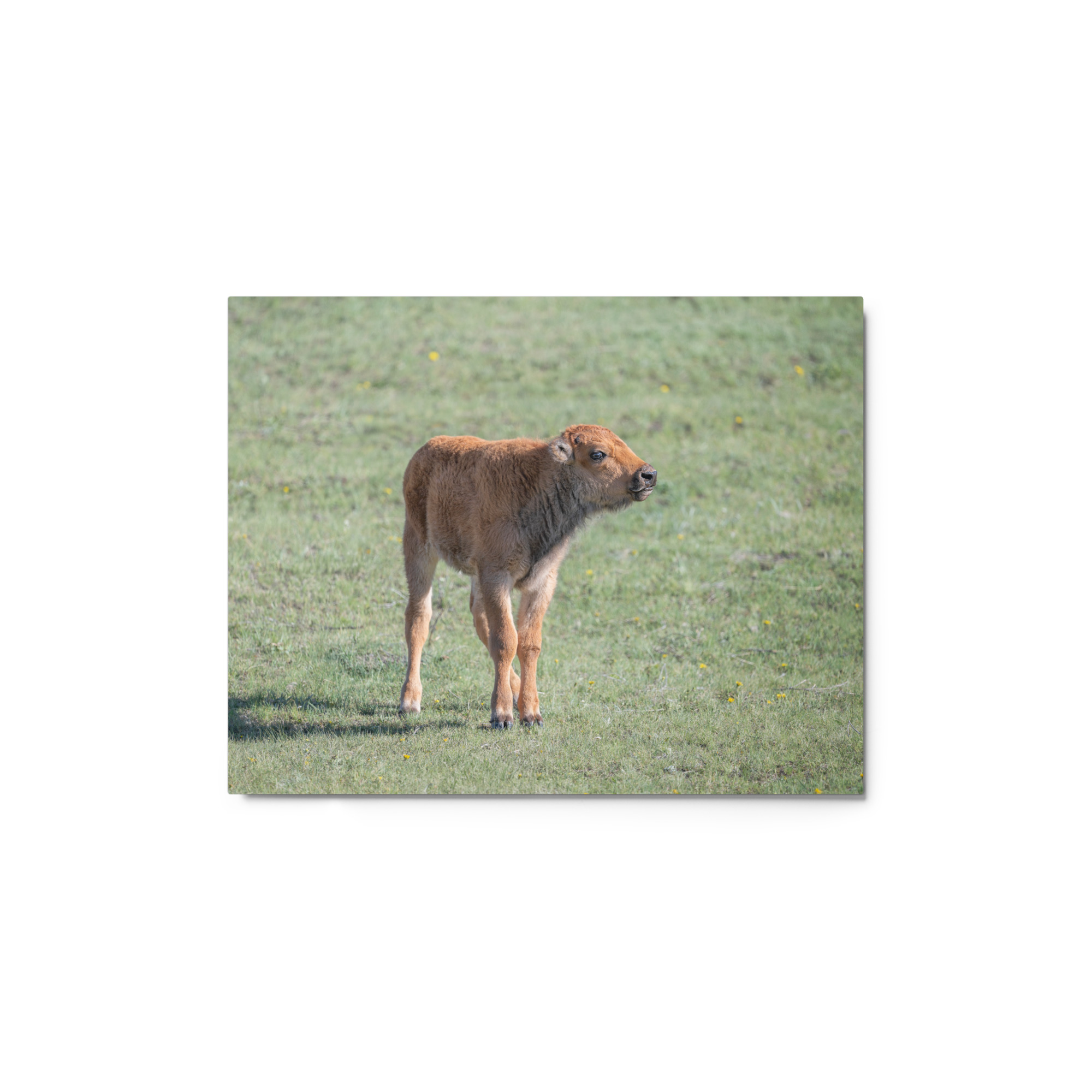 Baby Bison! Metal prints - Image 2