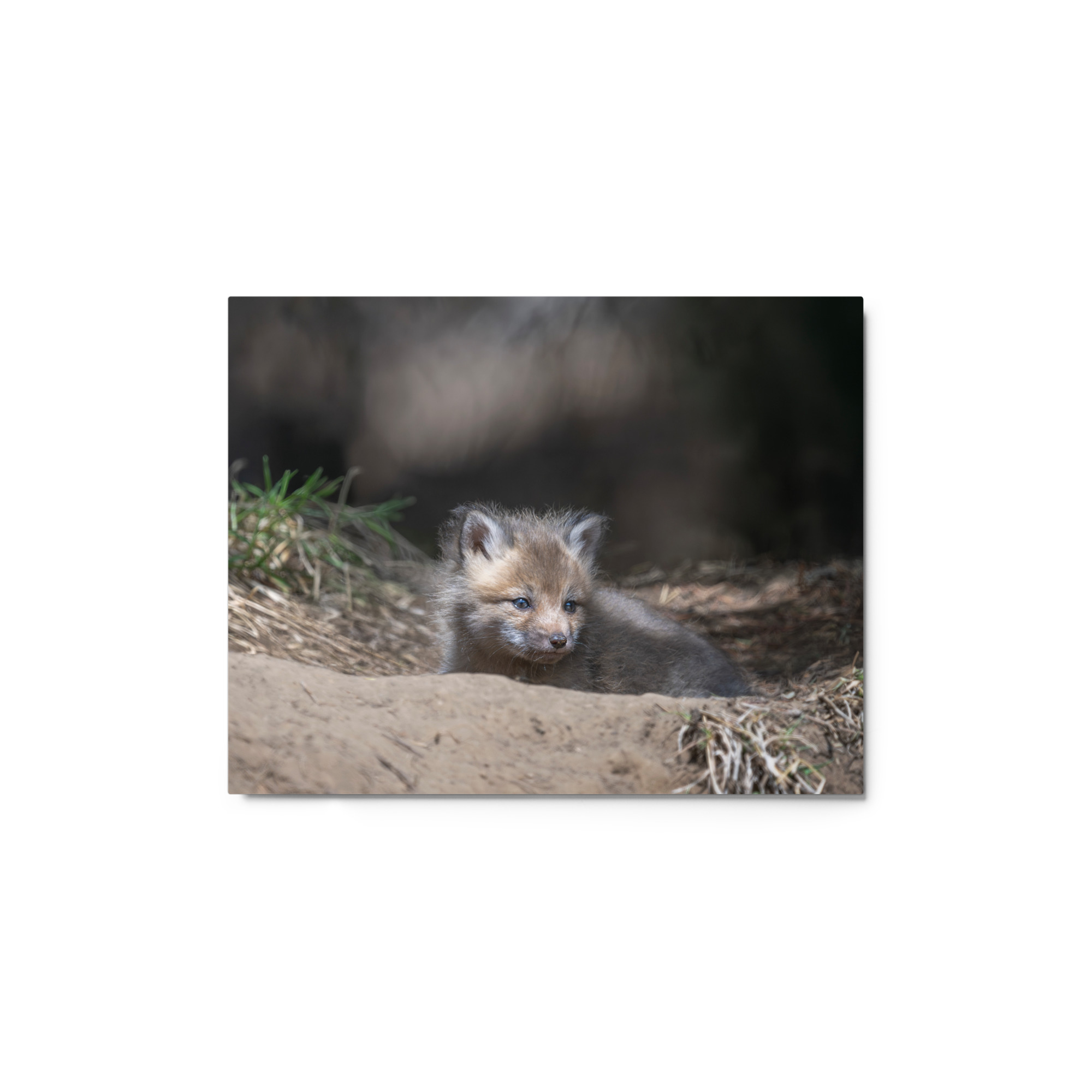 Baby Red fox waiting for Mom! Metal prints - Image 2