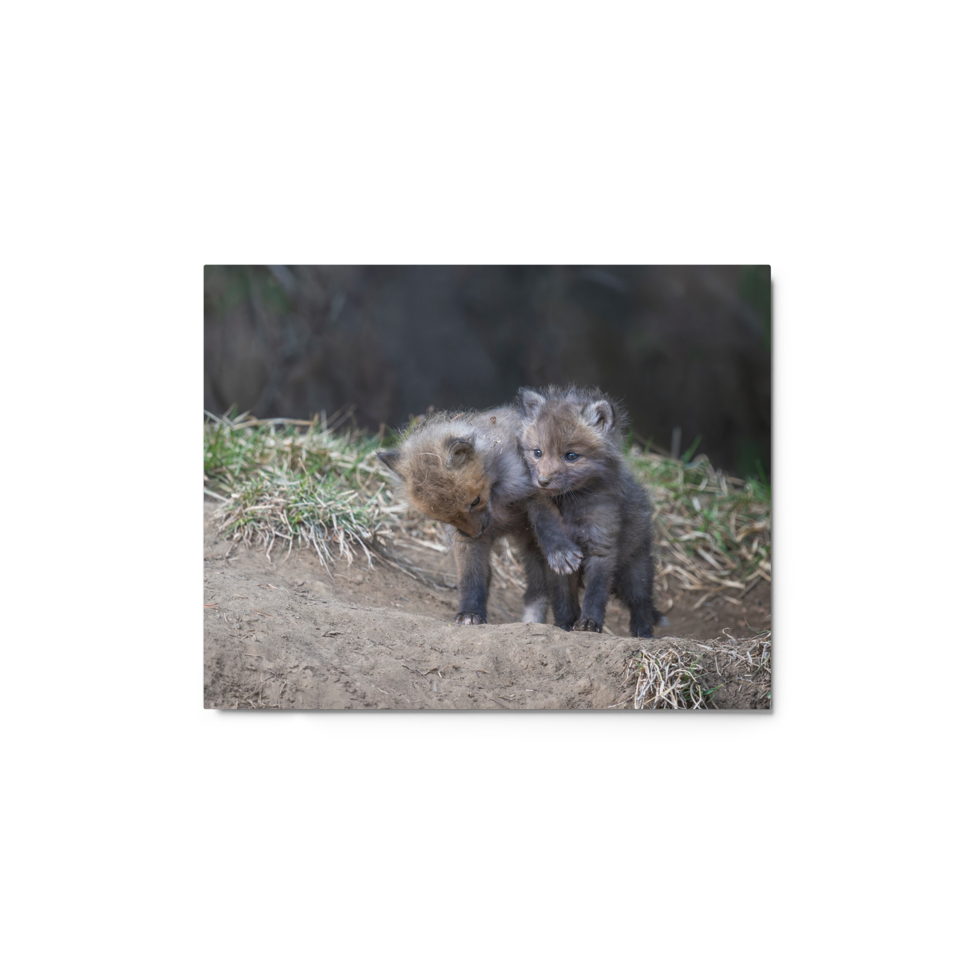 Brothers in Arms Red fox kits! Metal prints - Image 2