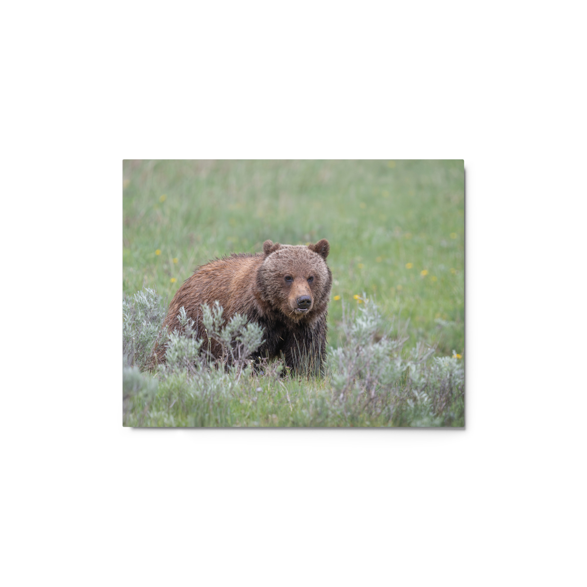 Hungry Grizzly in a Meadow! Metal prints - Image 2