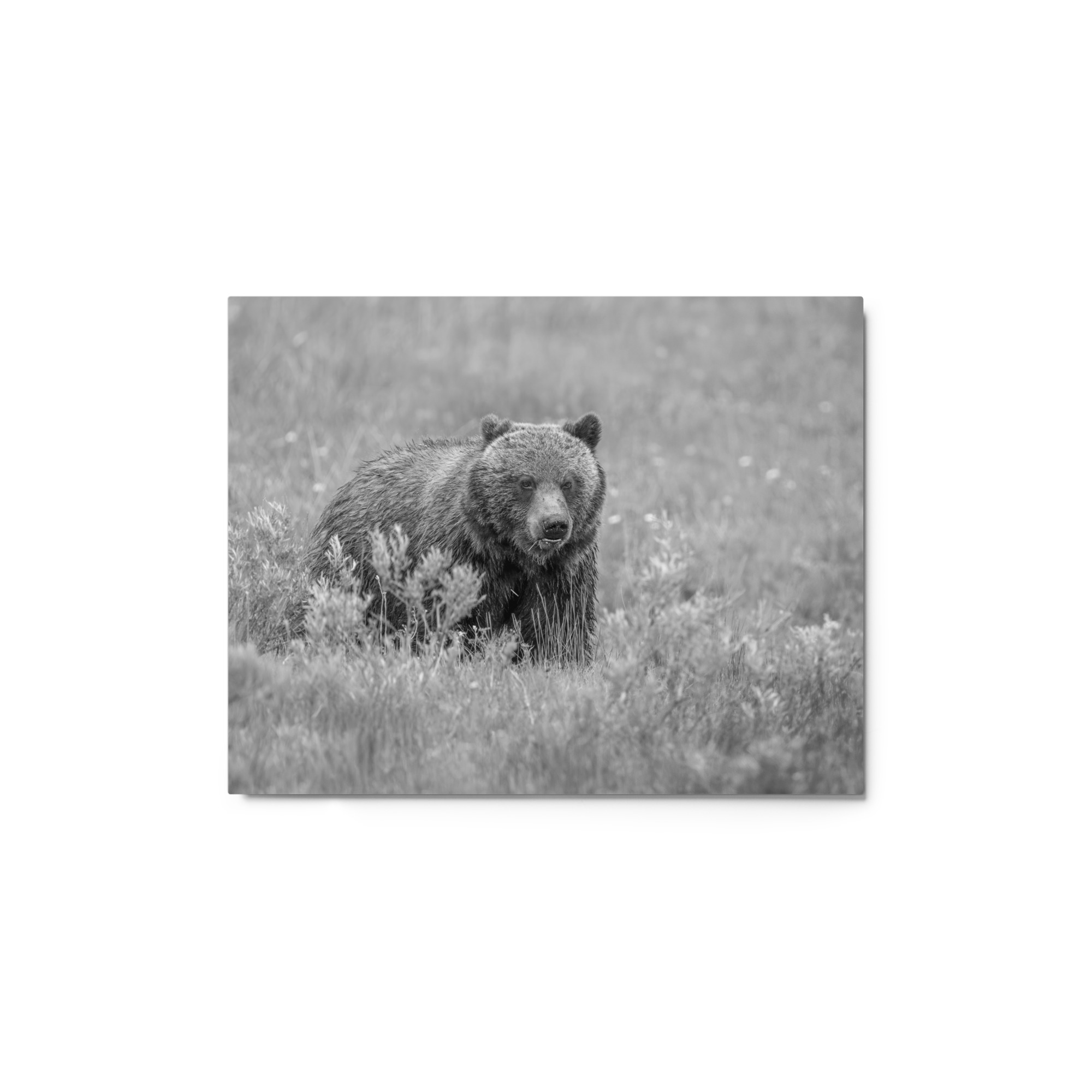 Hungry Grizzly in a Meadow! Monochrome Metal prints - Image 2