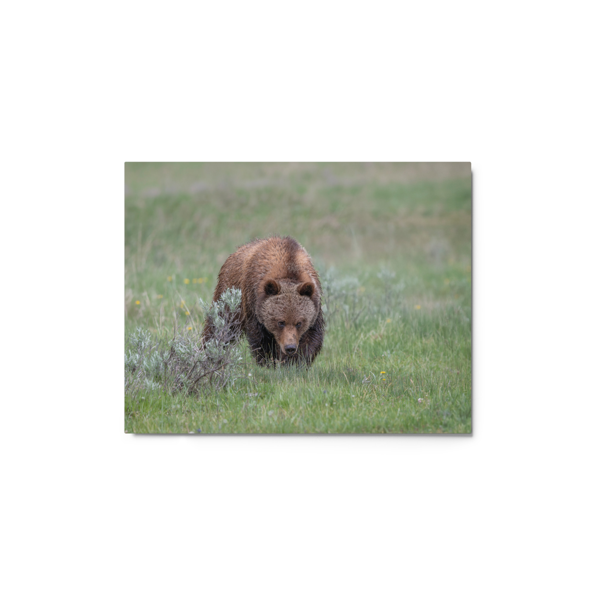 Grizzly Watching! Metal prints - Image 2