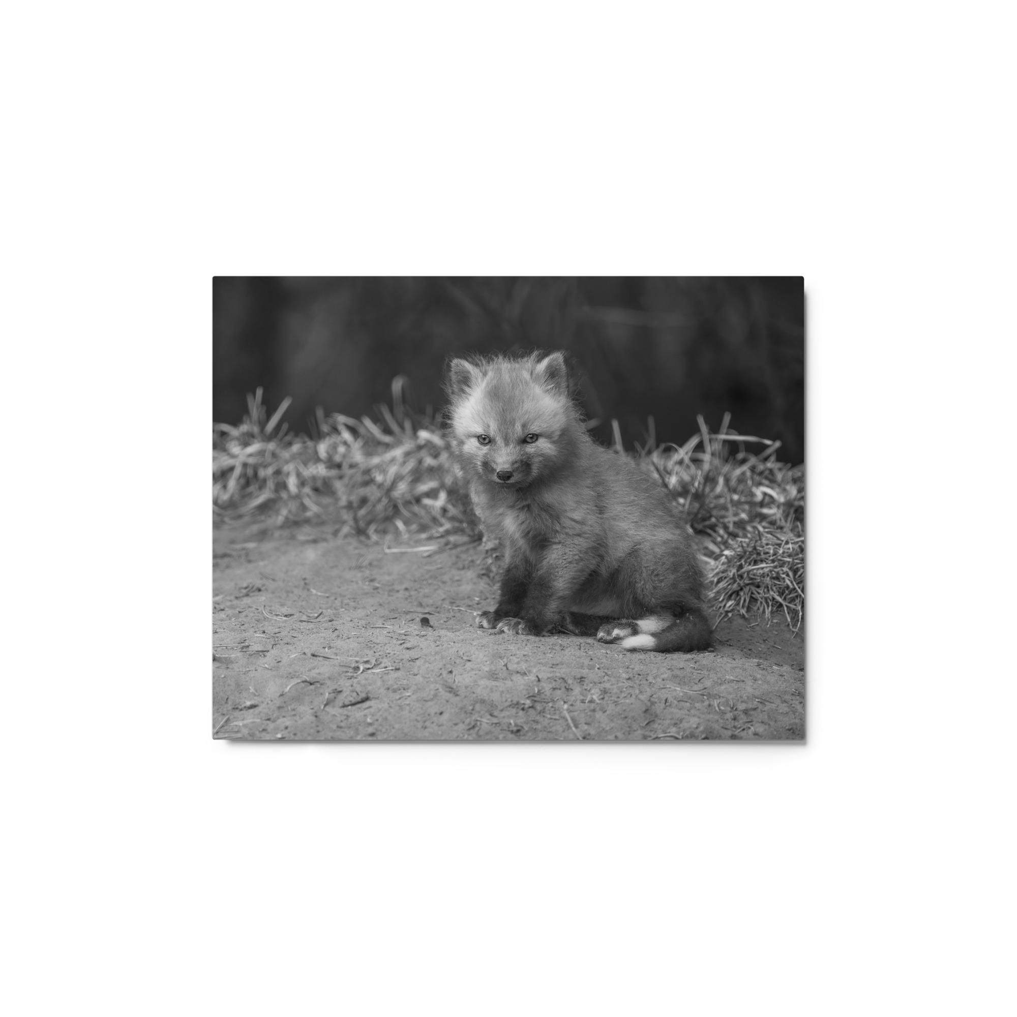 Sharp gaze baby red fox (Monochrome)! Metal prints - Image 2