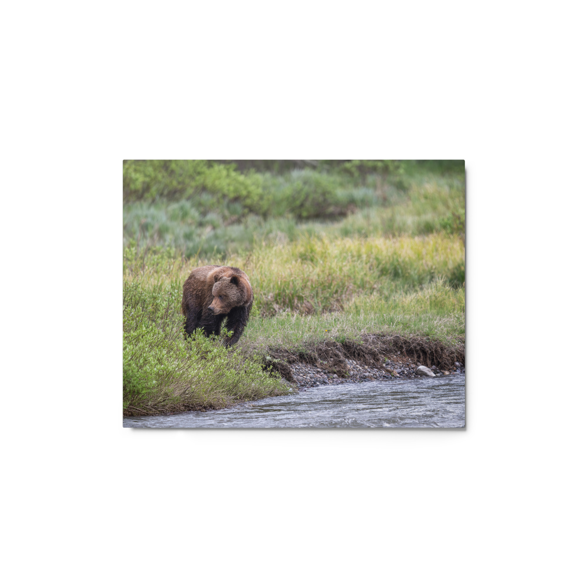 Grizzly getting read! Metal prints - Image 2