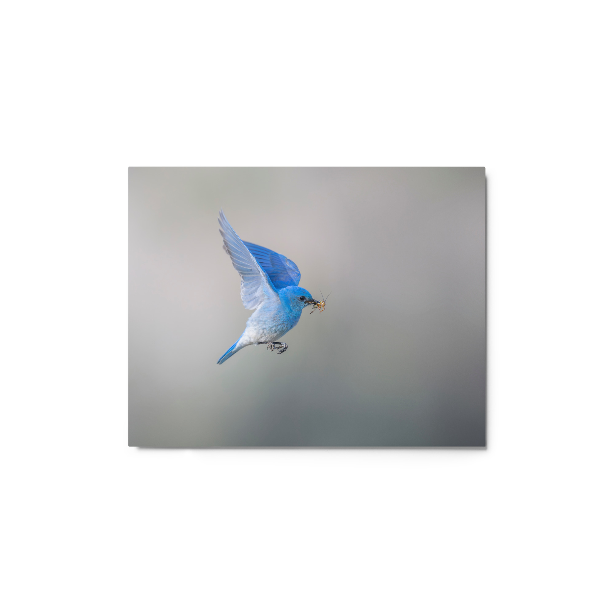 Mountain Bluebird with prey! Metal prints - Image 2