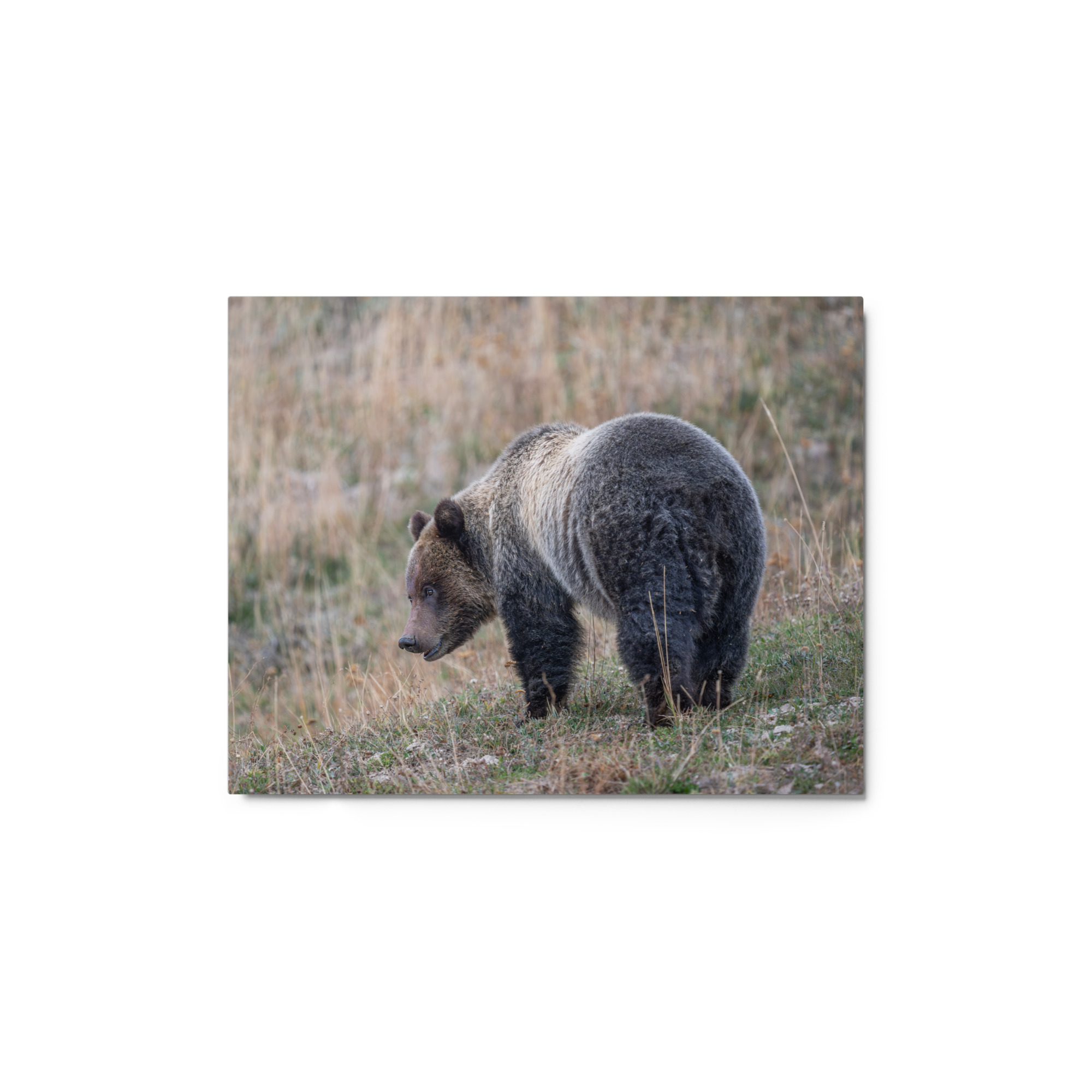 Grizzly of yellowstone! Metal prints - Image 2