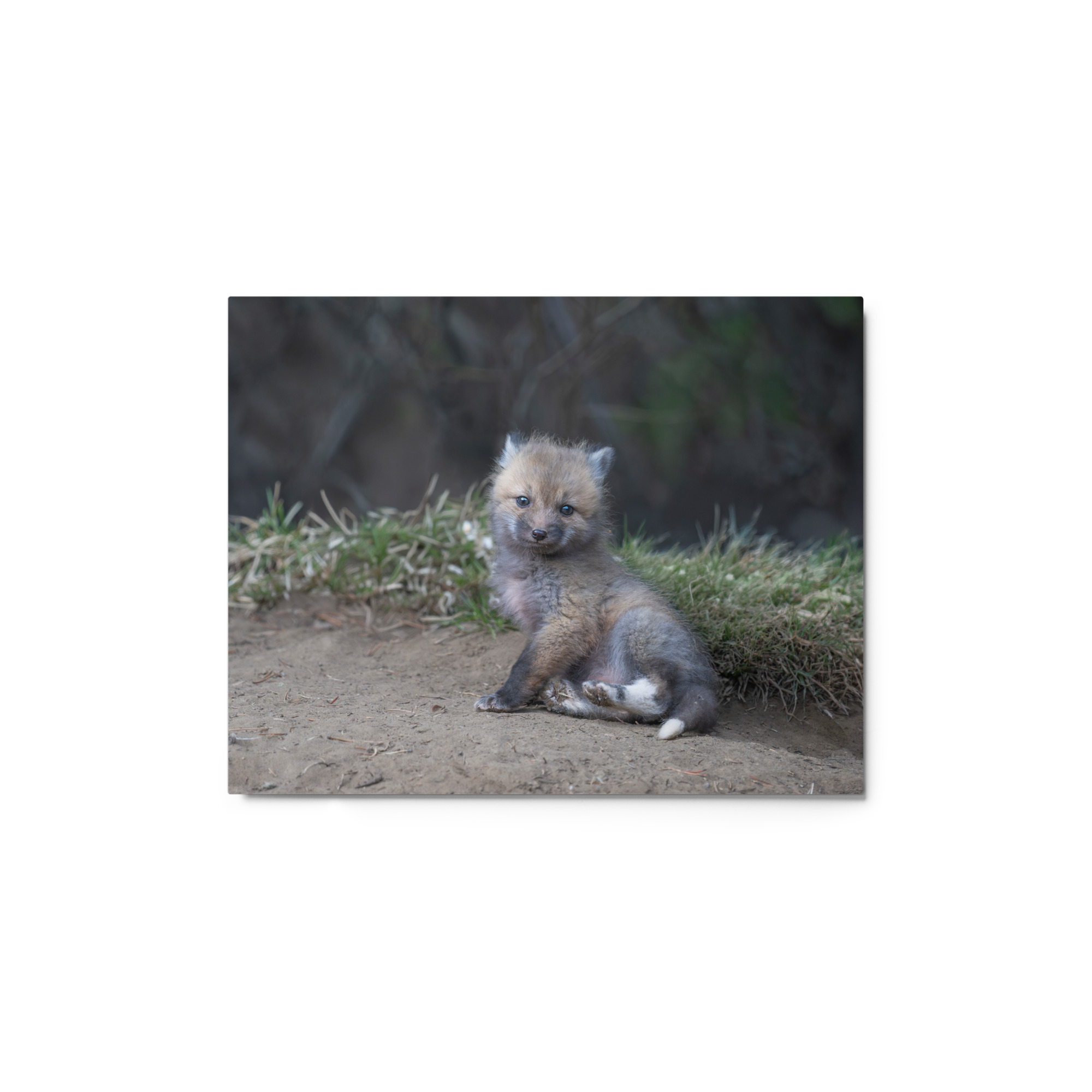 Guarding Den Baby Red fox! Metal prints - Image 2