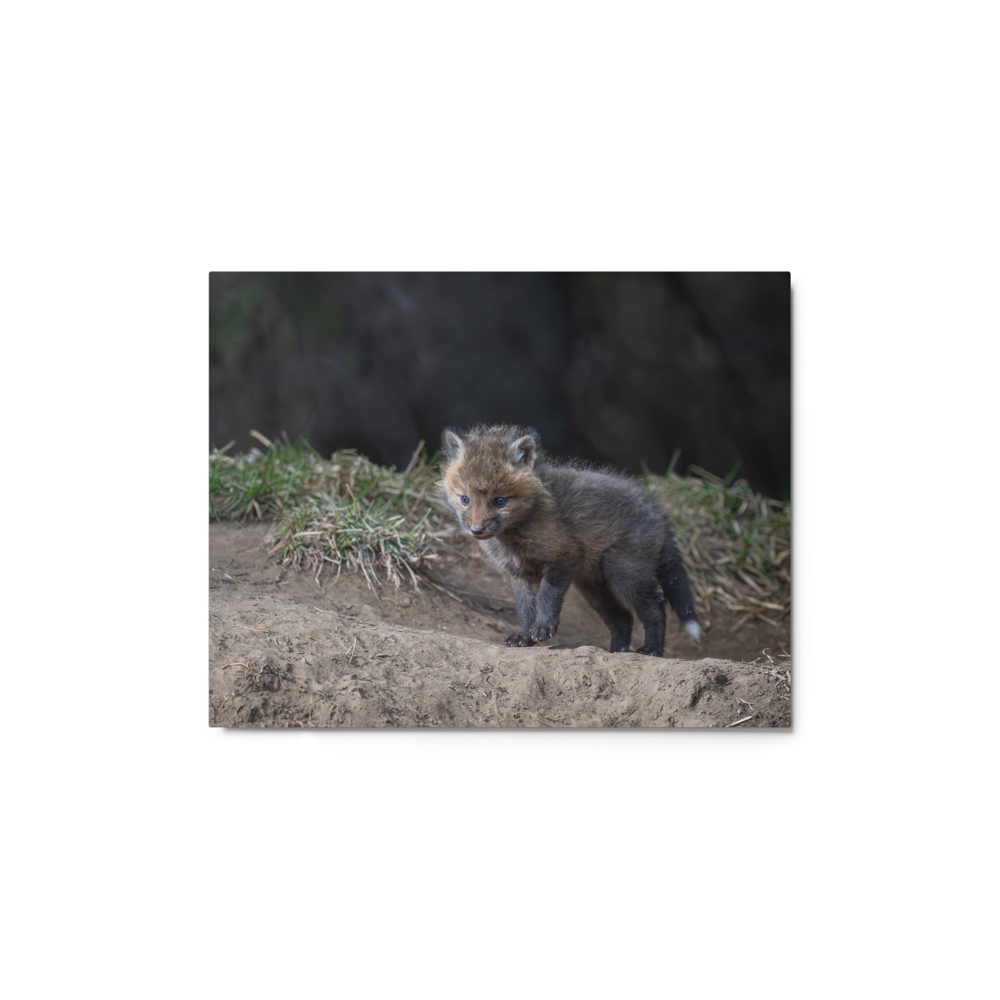 Just checking Baby Red fox! Metal prints - Image 2