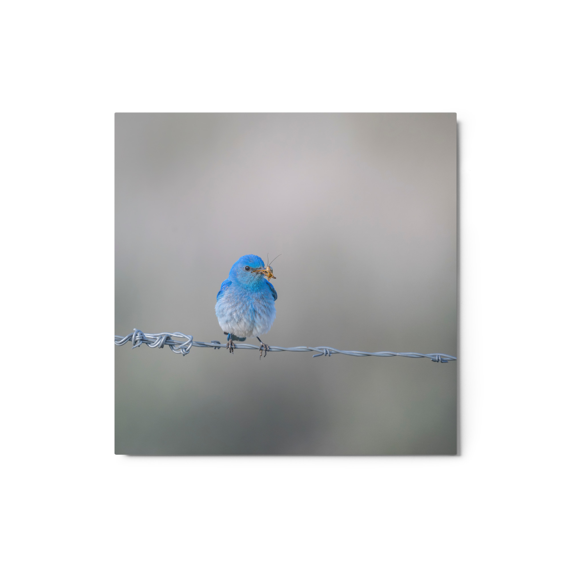 Mountain Blue Bird! Metal prints - Image 3