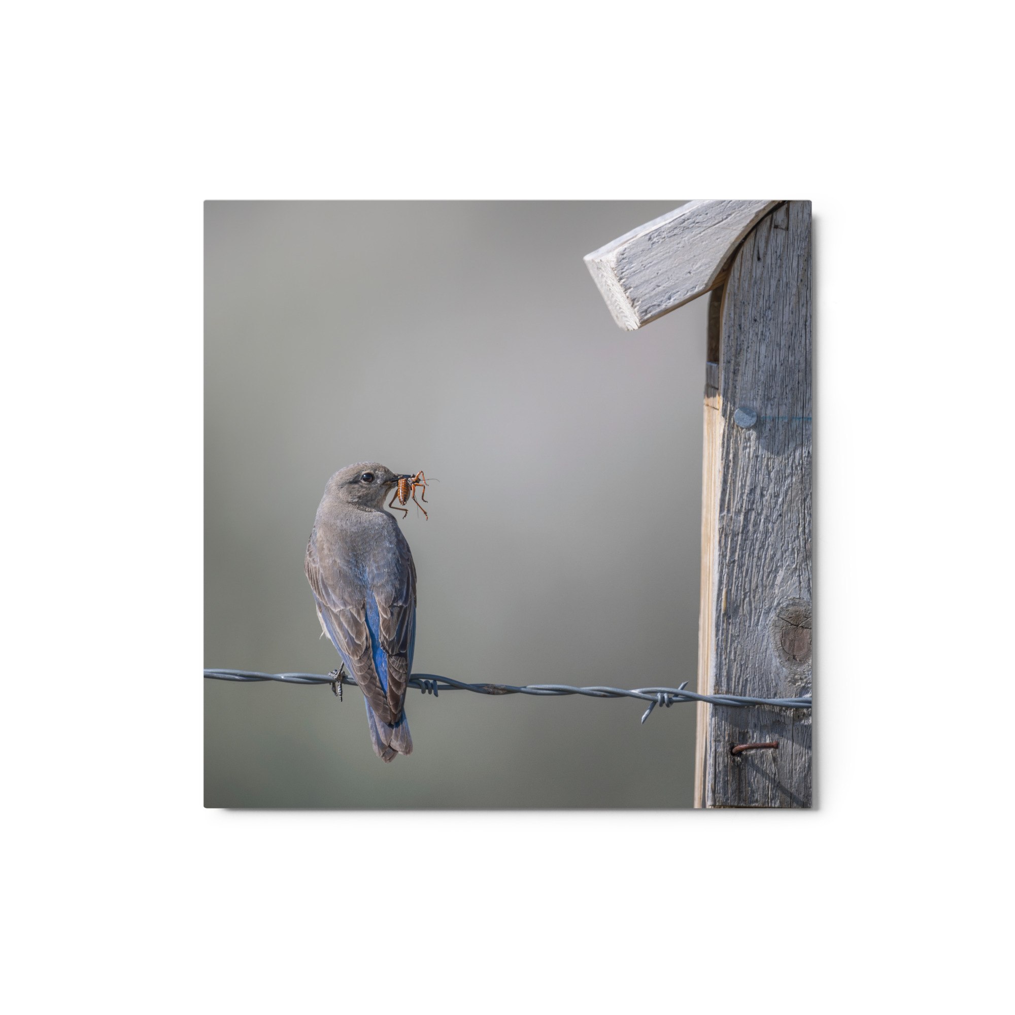 Mama Mountain bluebird with food! Metal prints - Image 3