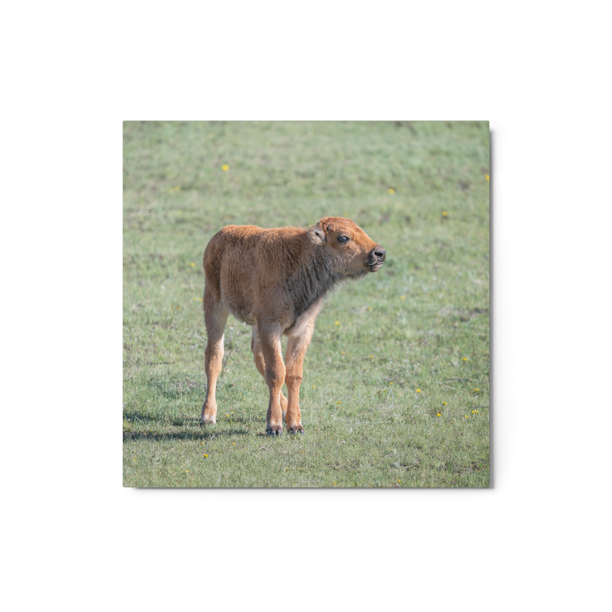 Baby Bison! Metal prints - Image 3