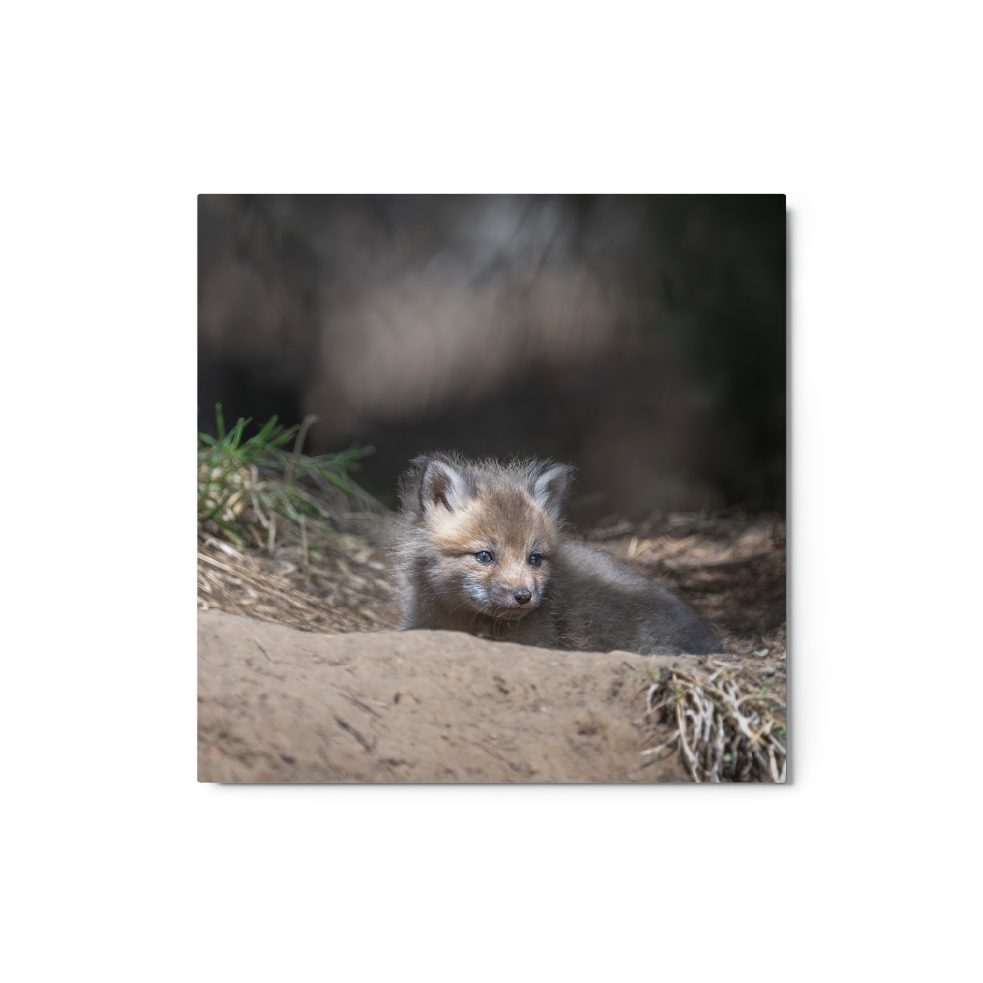 Baby Red fox waiting for Mom! Metal prints - Image 3