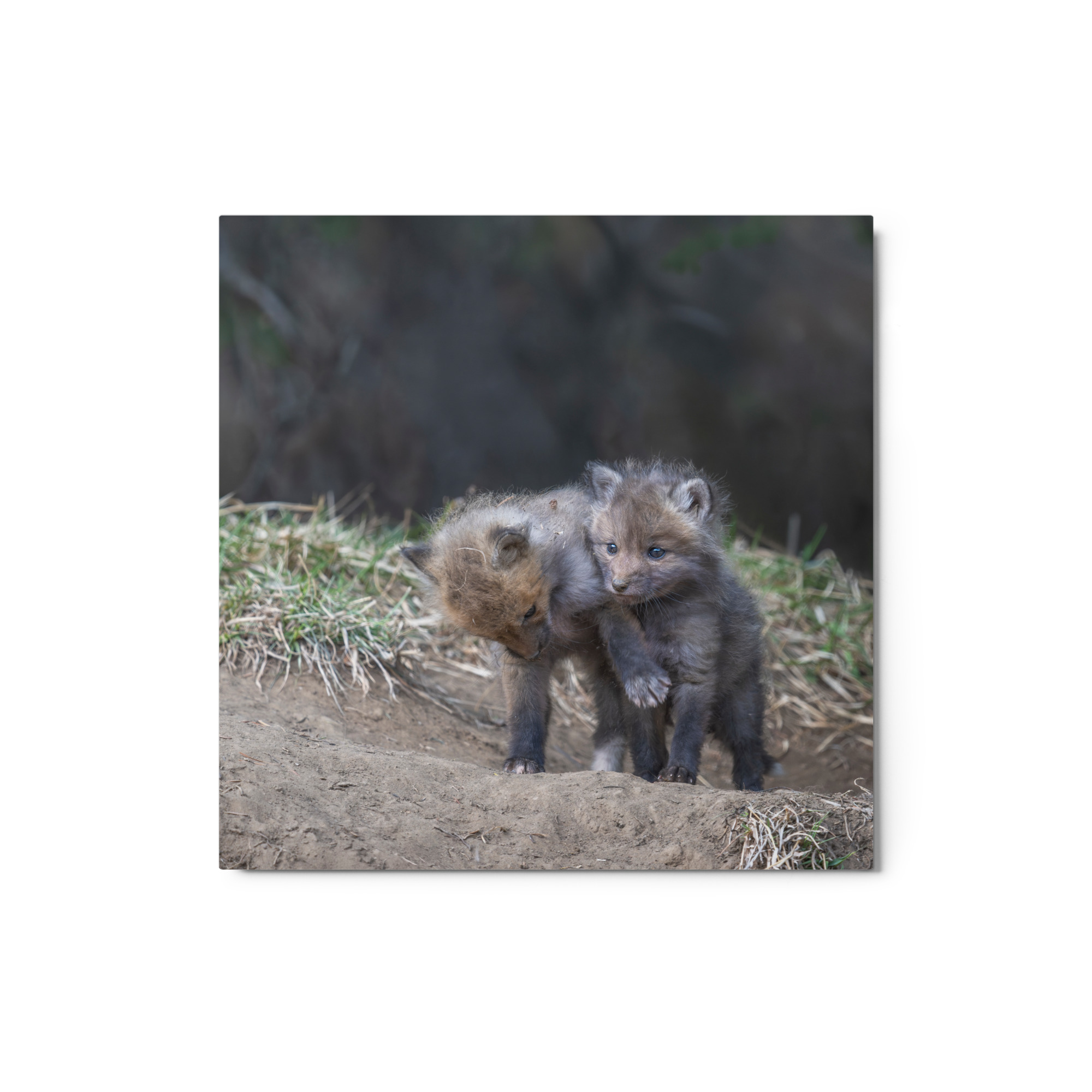 Brothers in Arms Red fox kits! Metal prints - Image 3