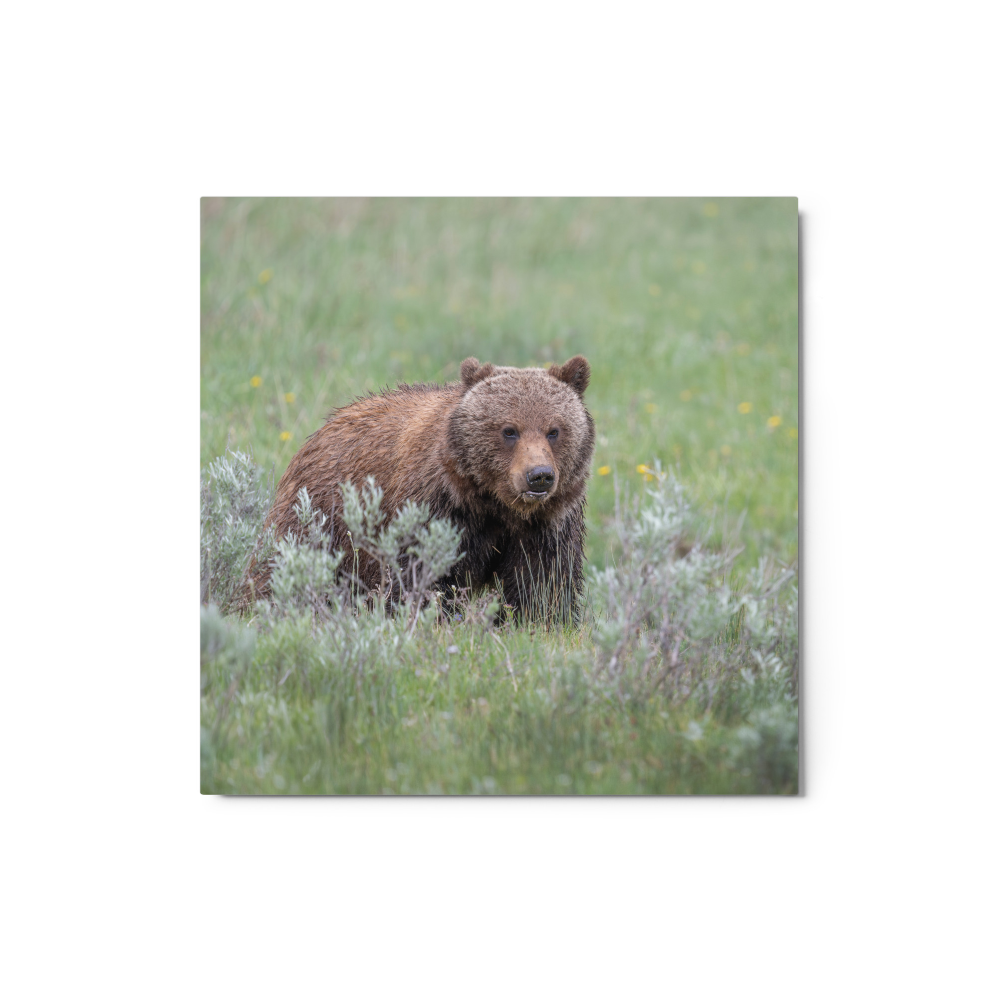 Hungry Grizzly in a Meadow! Metal prints - Image 3