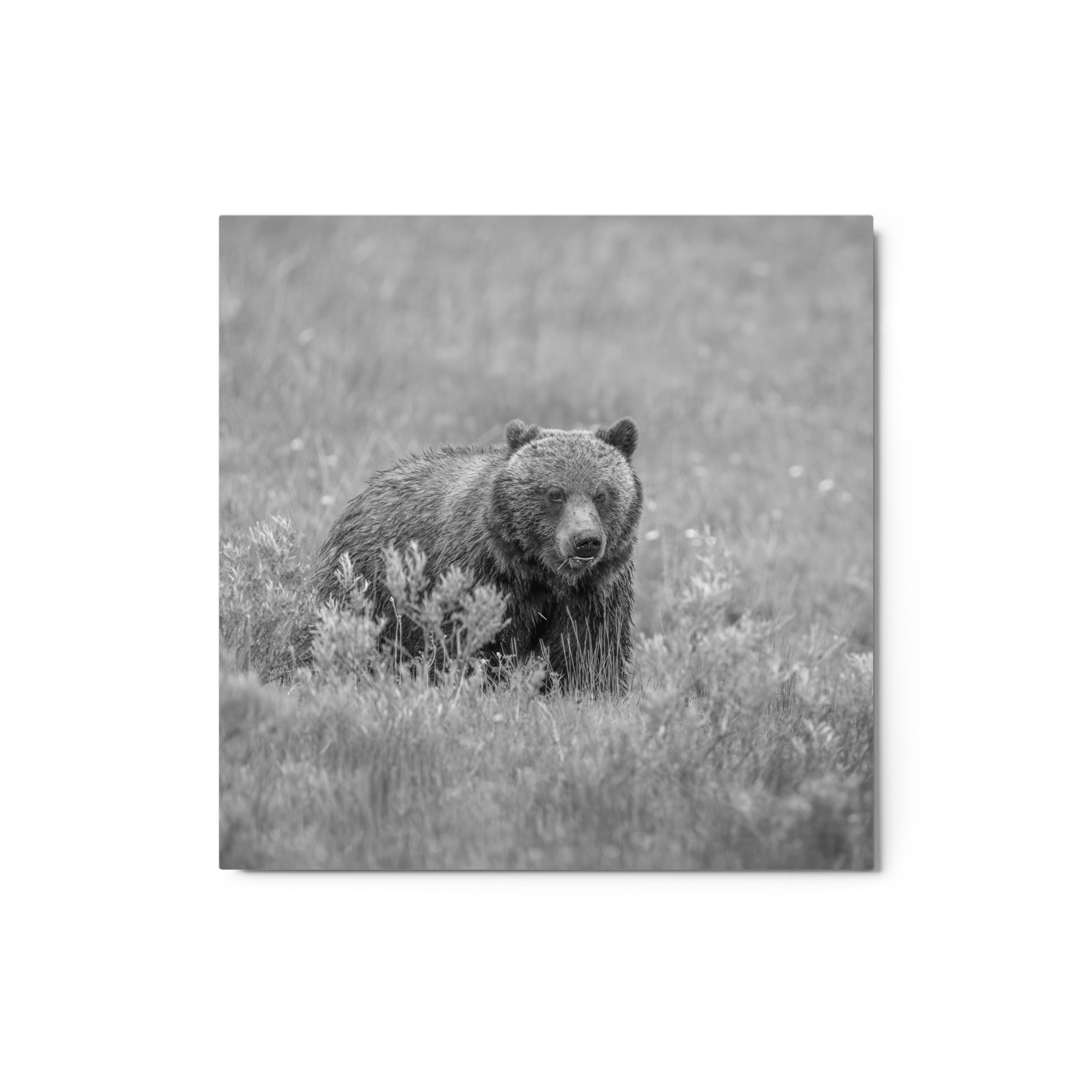 Hungry Grizzly in a Meadow! Monochrome Metal prints - Image 3