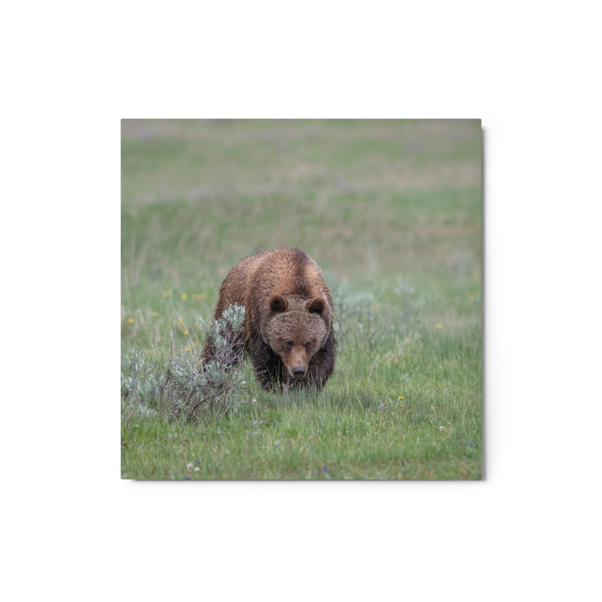 Grizzly Watching! Metal prints - Image 3