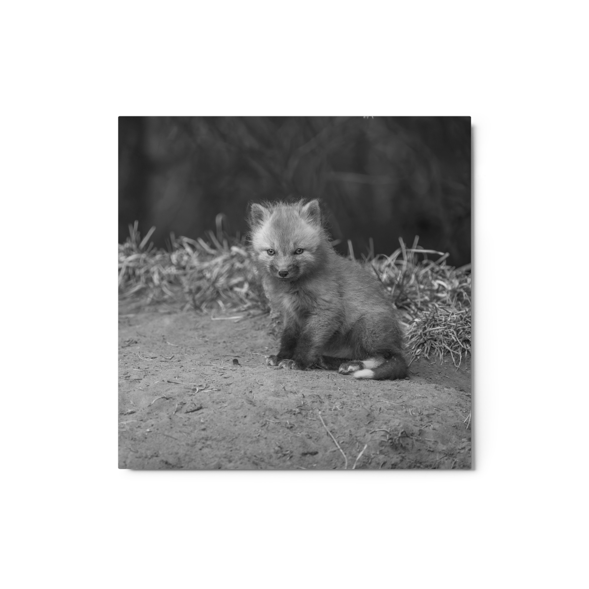 Sharp gaze baby red fox (Monochrome)! Metal prints - Image 3