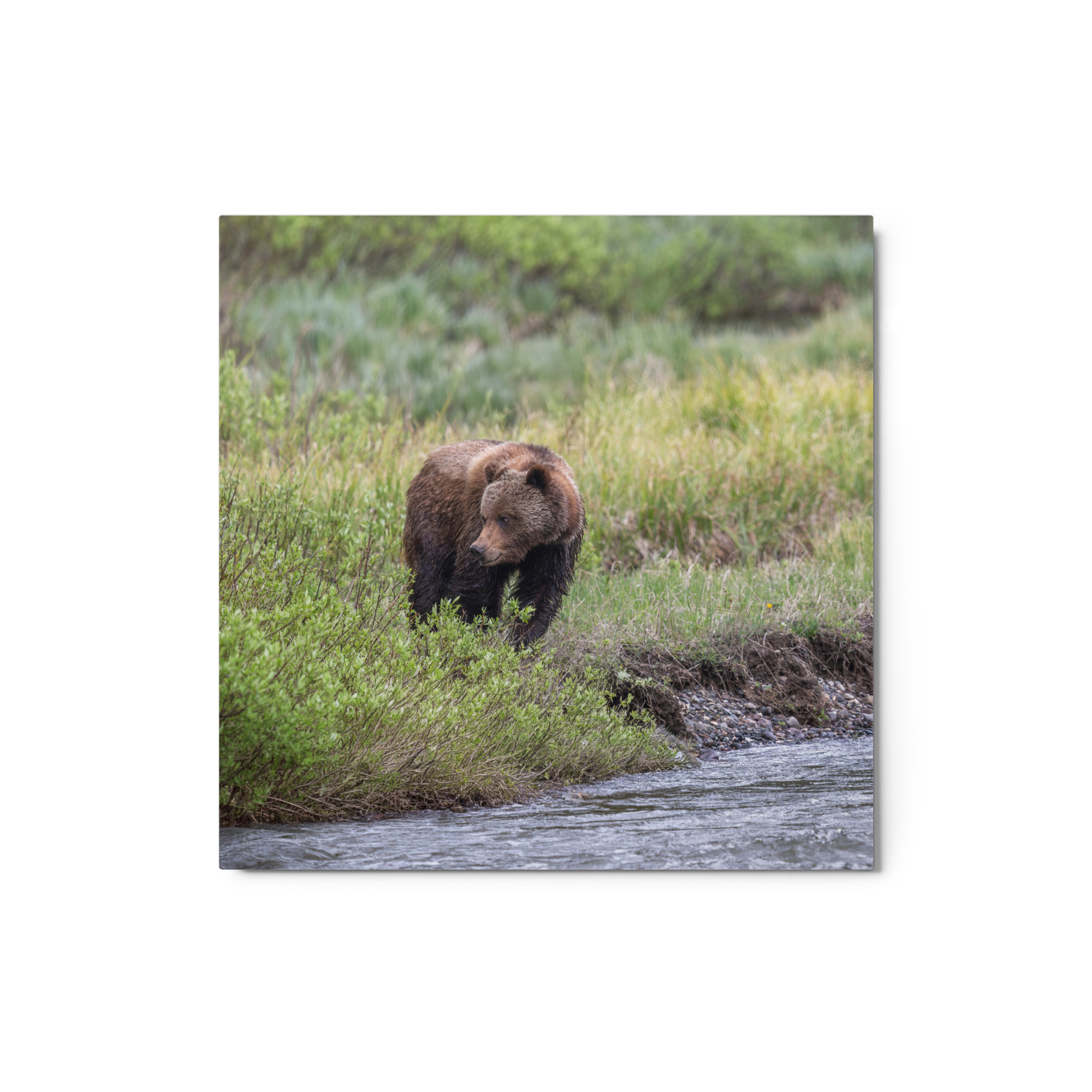 Grizzly getting read! Metal prints - Image 3
