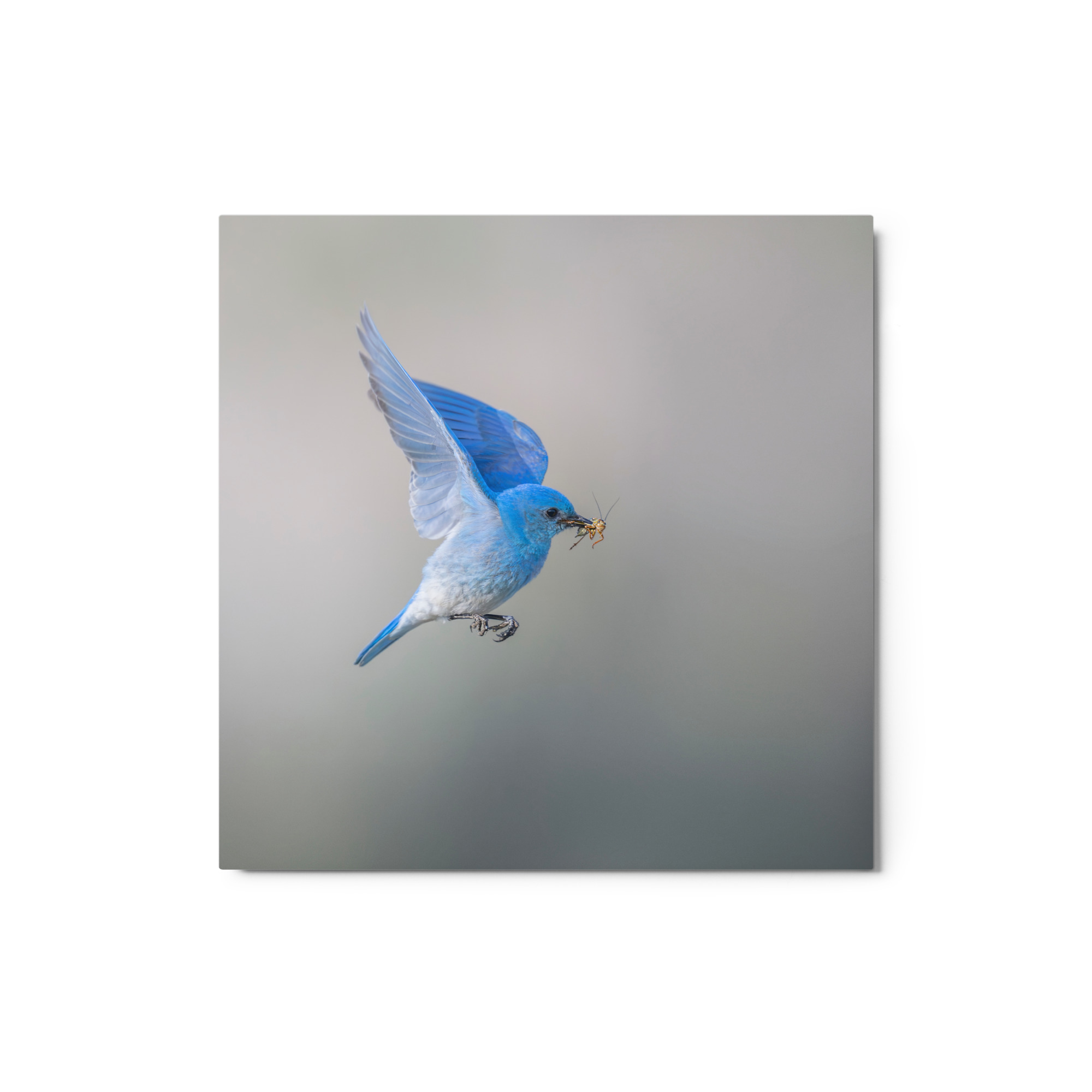 Mountain Bluebird with prey! Metal prints - Image 3