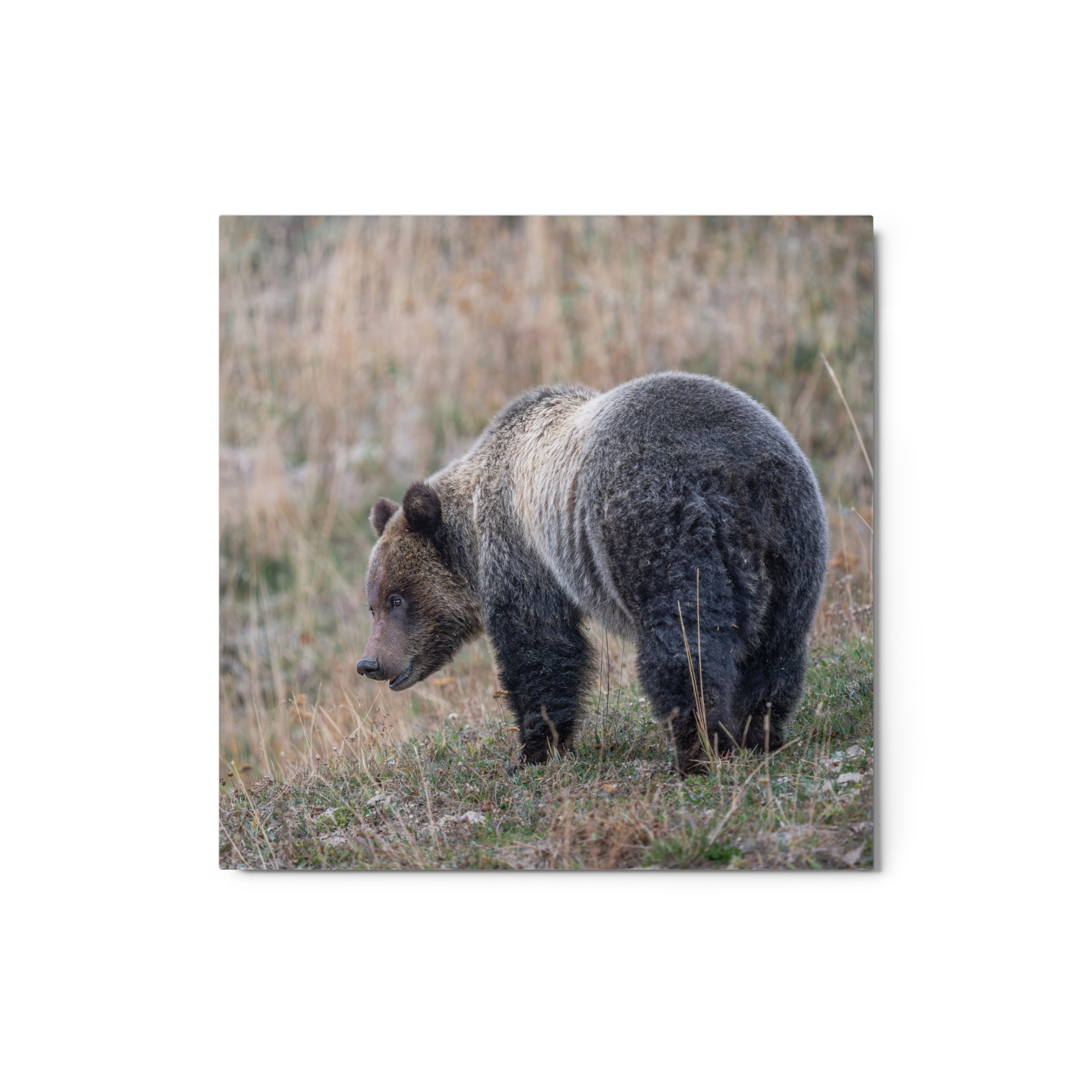 Grizzly of yellowstone! Metal prints - Image 3