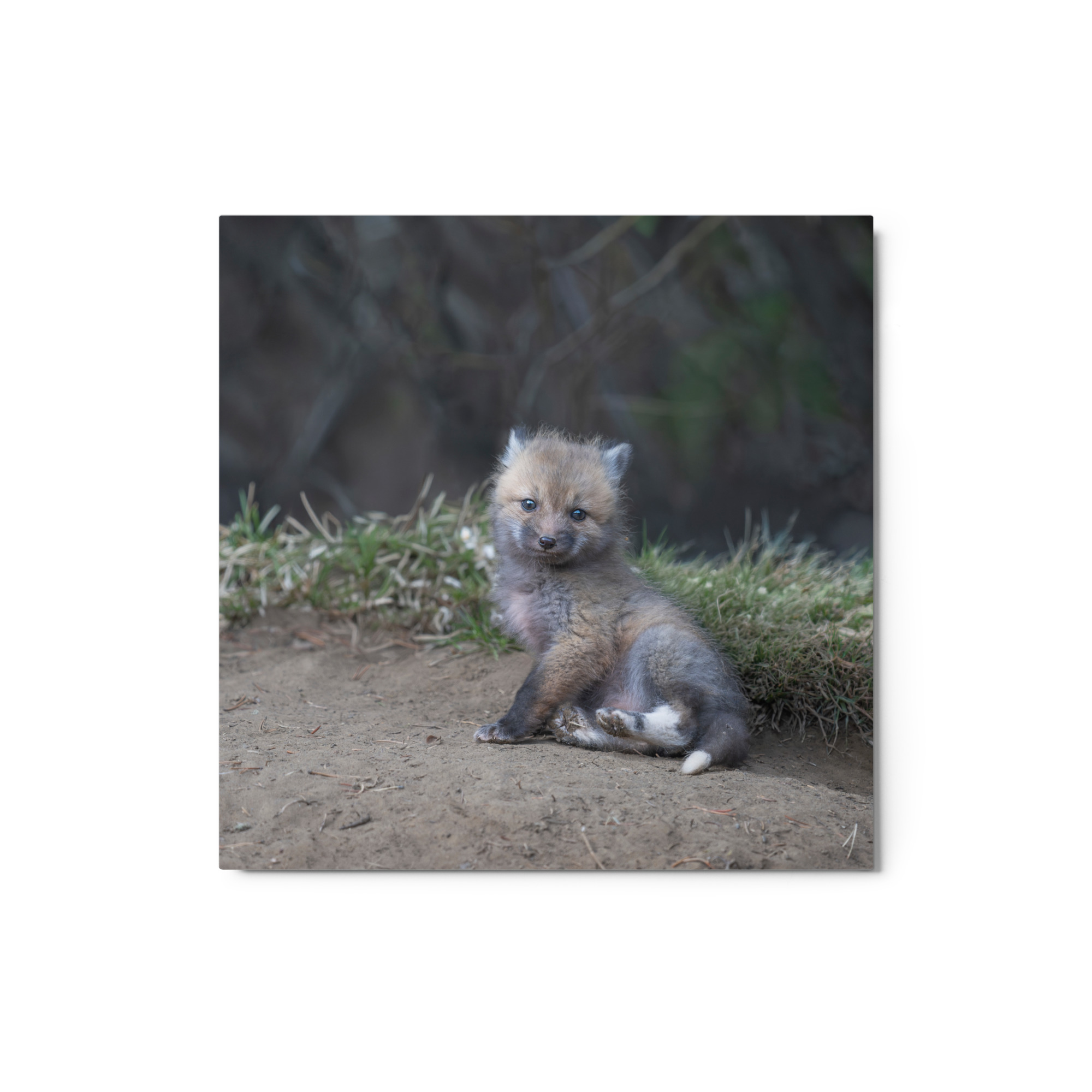 Guarding Den Baby Red fox! Metal prints - Image 3