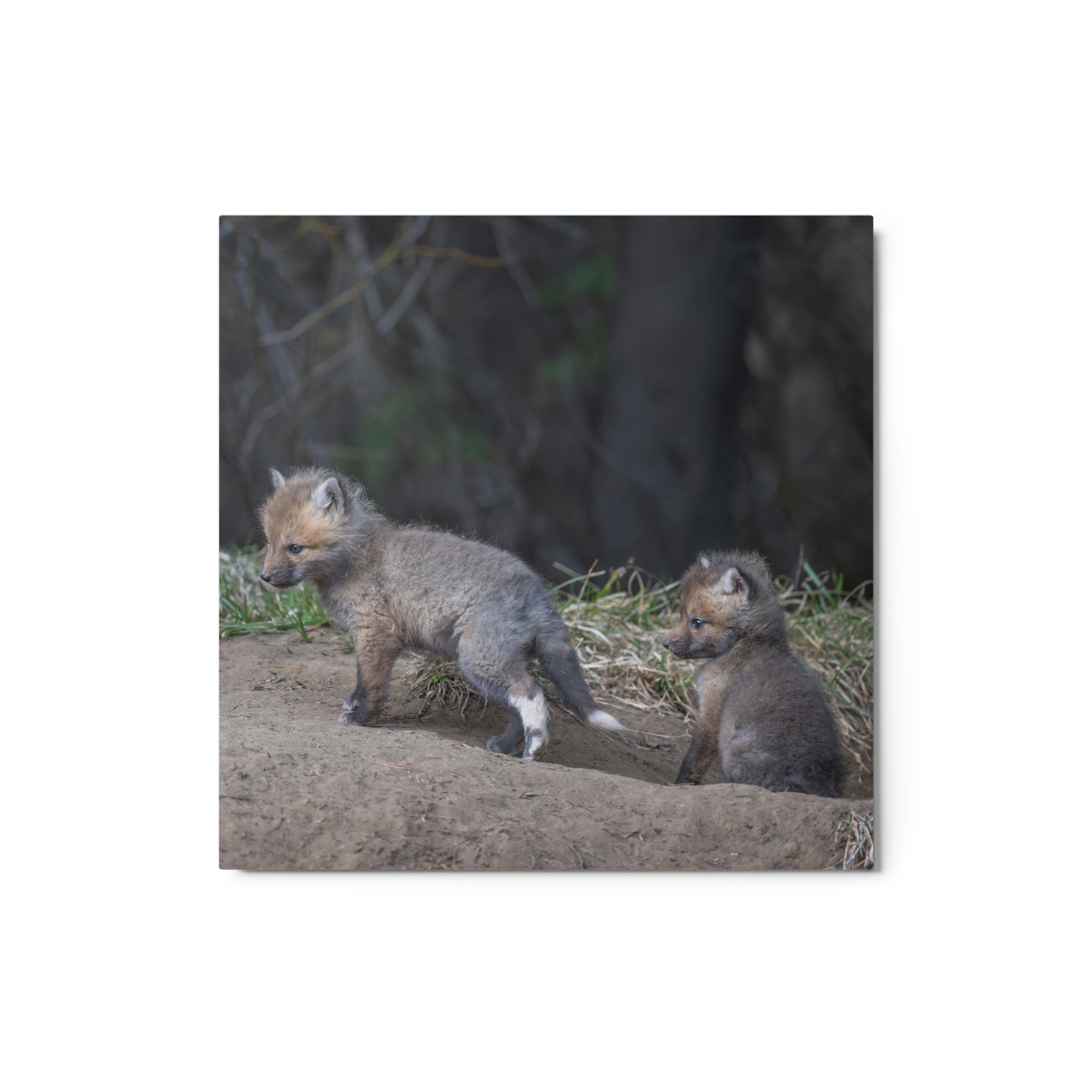 Play Time Baby Red fox! Metal prints - Image 3