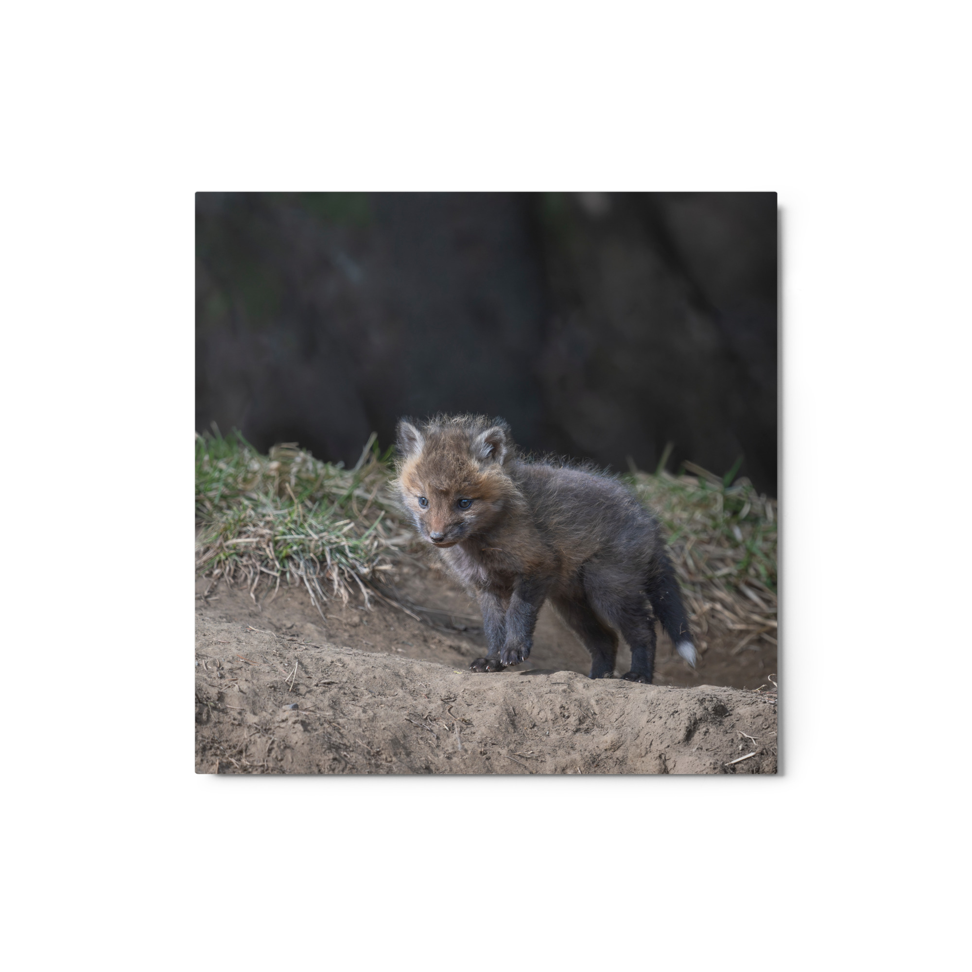 Just checking Baby Red fox! Metal prints - Image 3