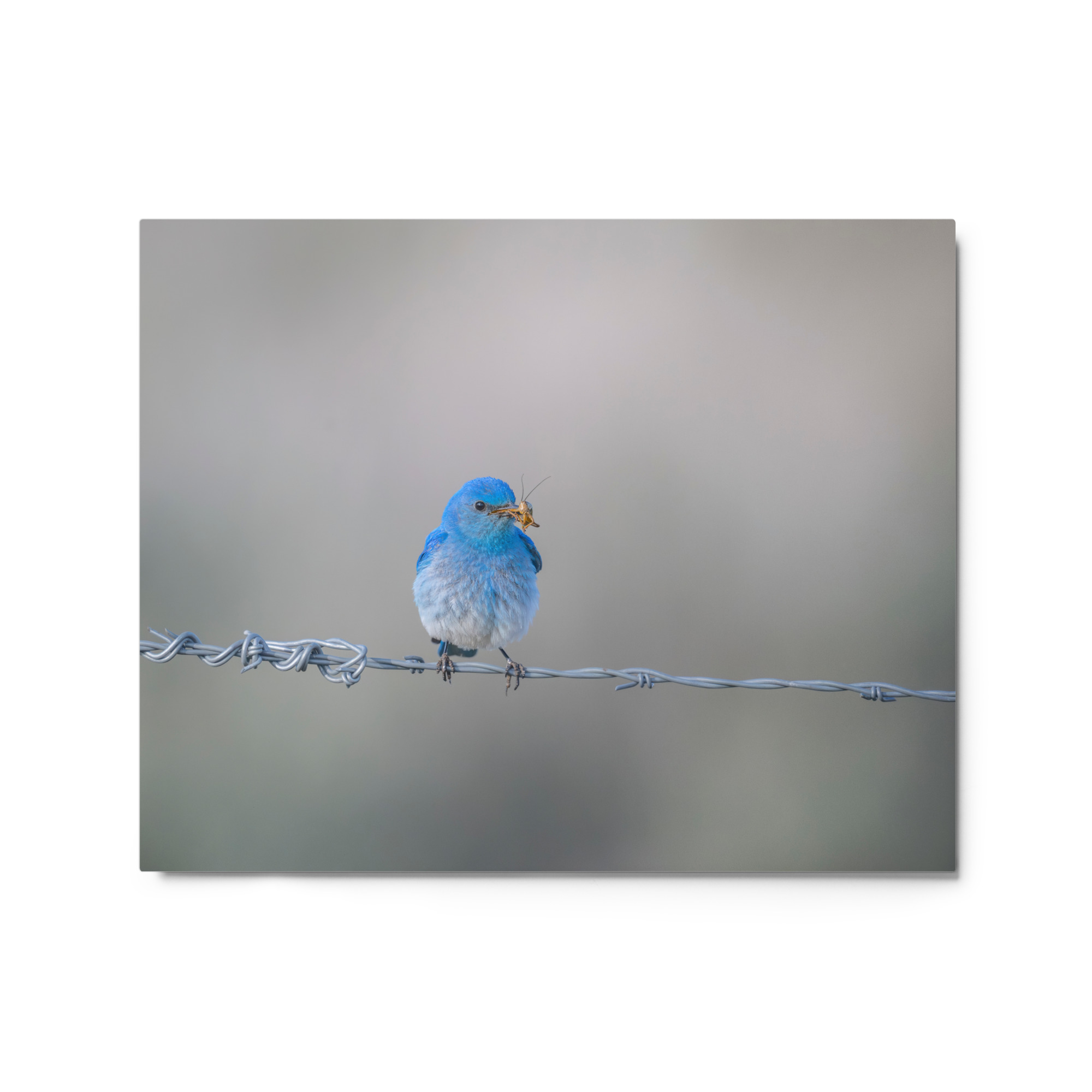 Mountain Blue Bird! Metal prints - Image 4