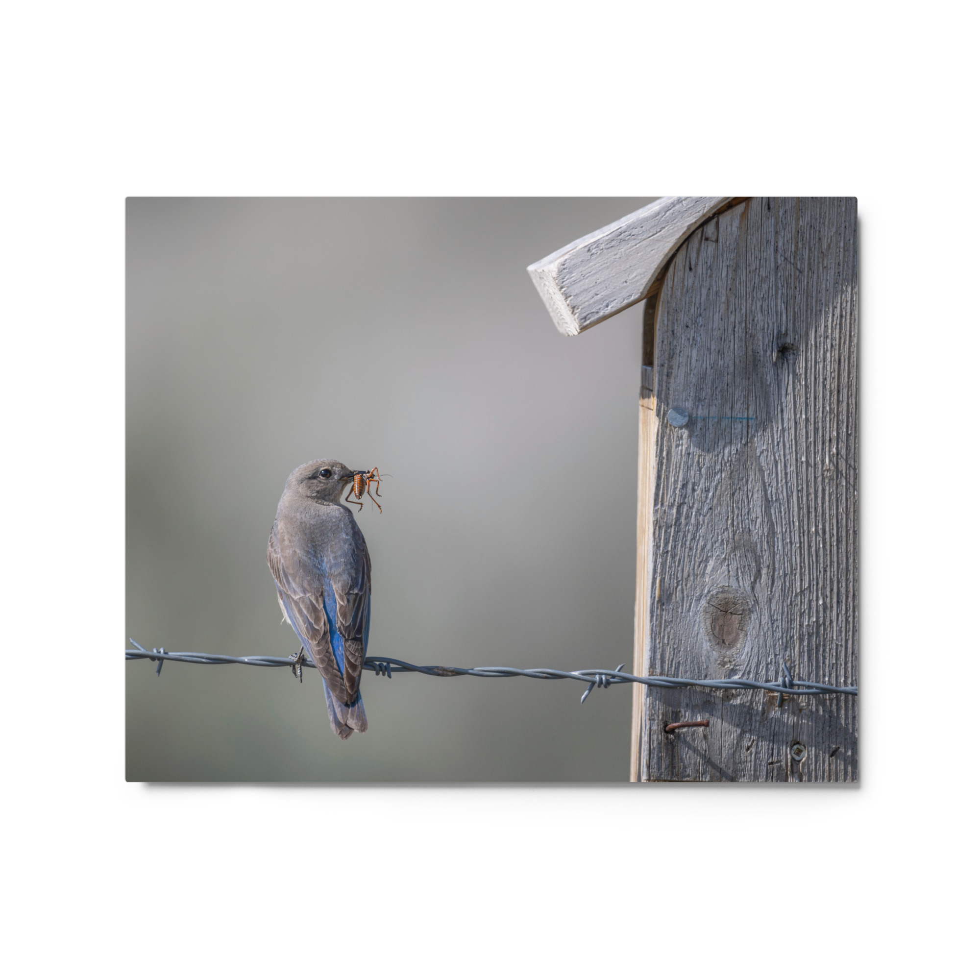 Mama Mountain bluebird with food! Metal prints - Image 4