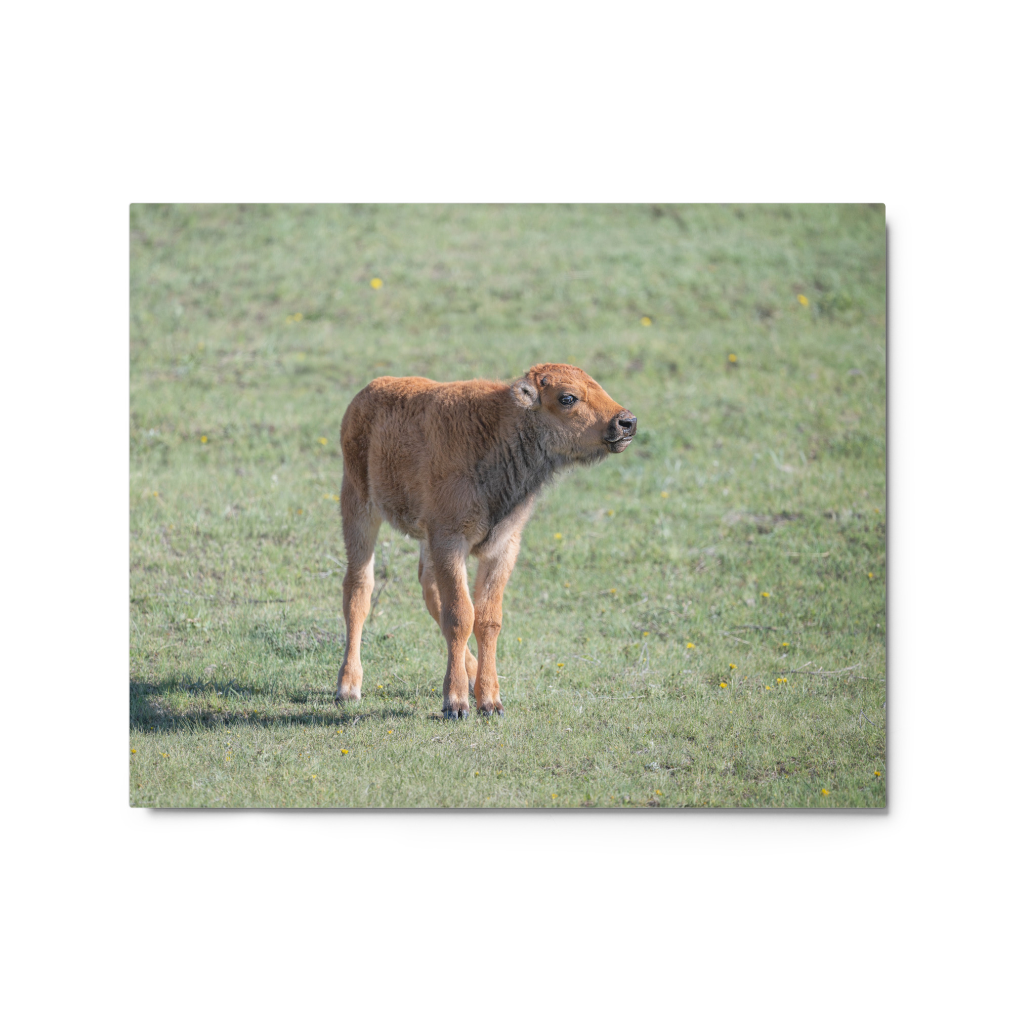Baby Bison! Metal prints - Image 4