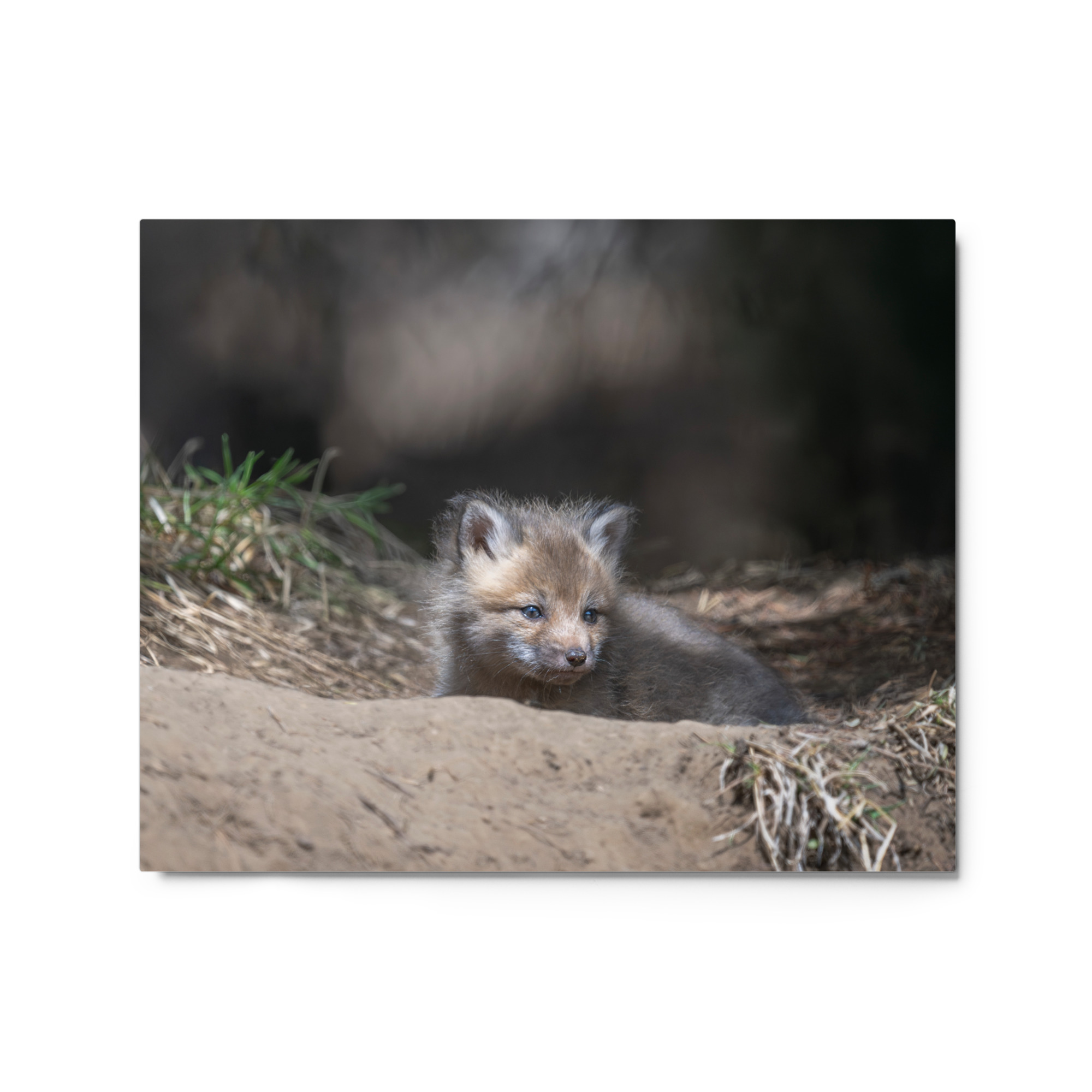 Baby Red fox waiting for Mom! Metal prints - Image 4