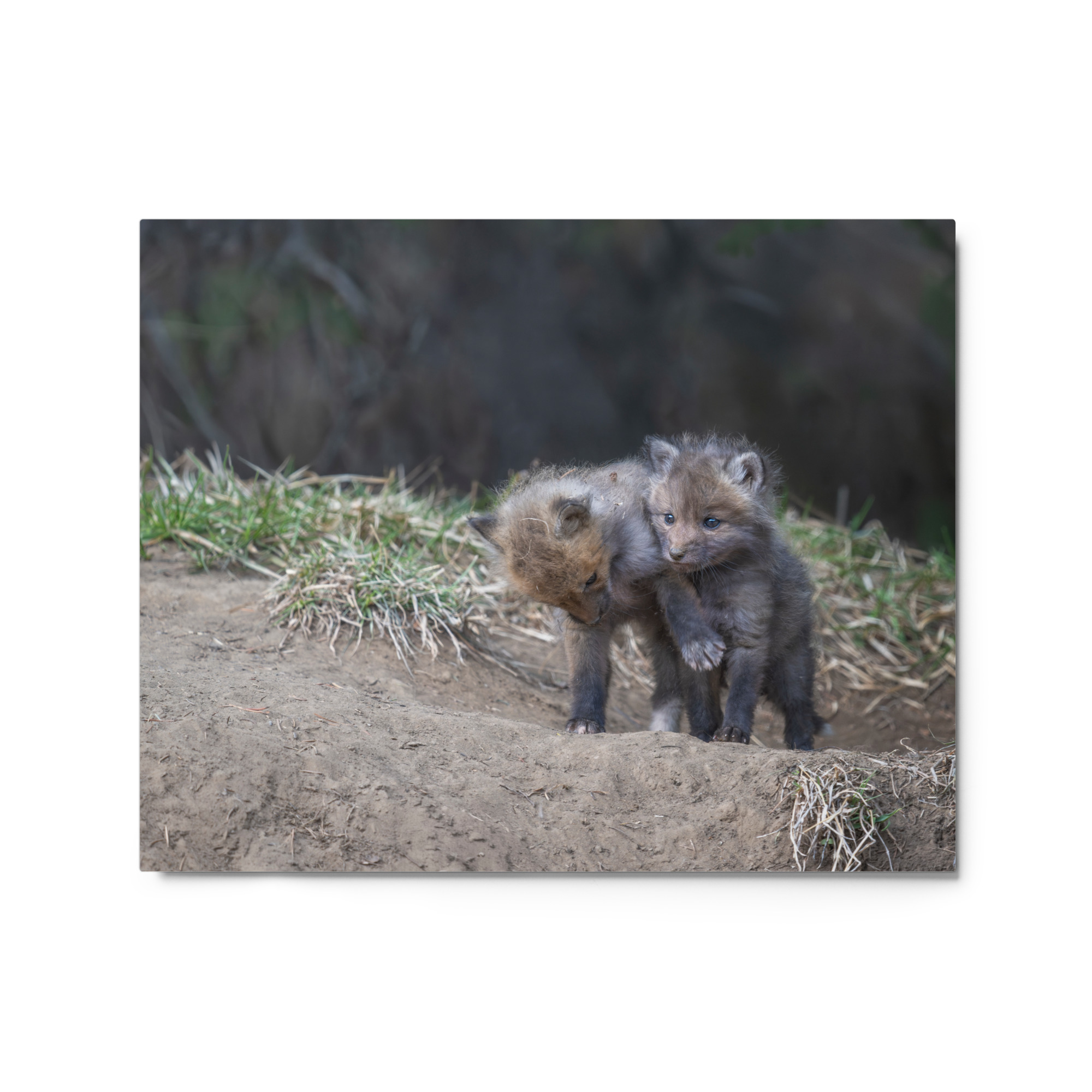 Brothers in Arms Red fox kits! Metal prints - Image 4