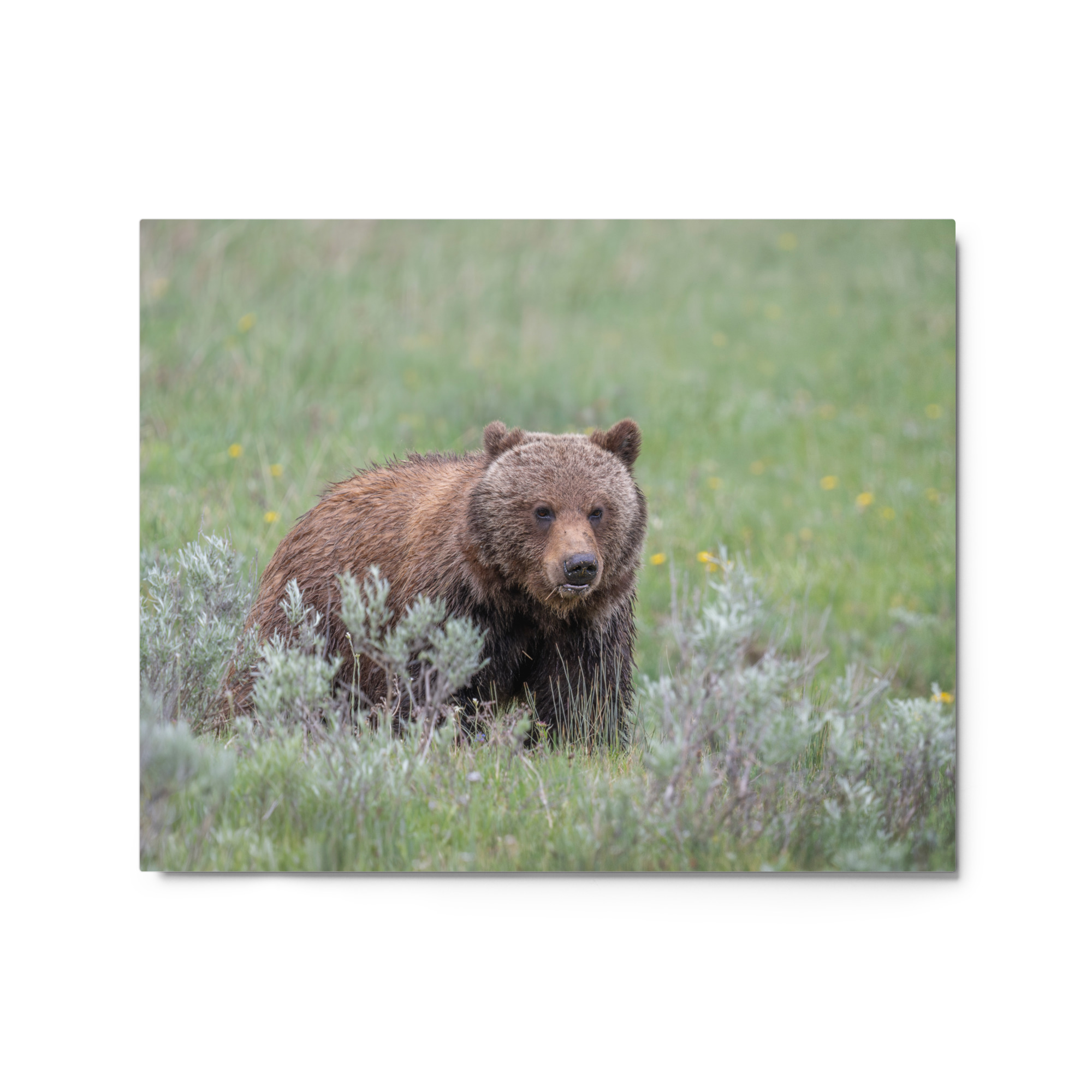 Hungry Grizzly in a Meadow! Metal prints - Image 4