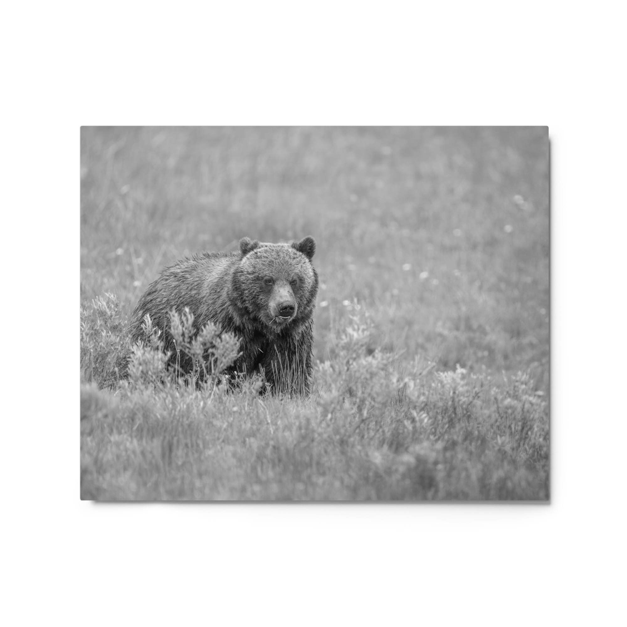 Hungry Grizzly in a Meadow! Monochrome Metal prints - Image 4