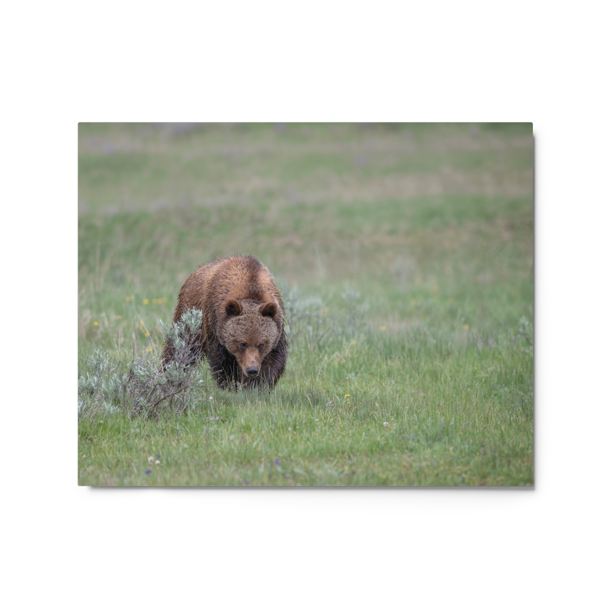 Grizzly Watching! Metal prints - Image 4