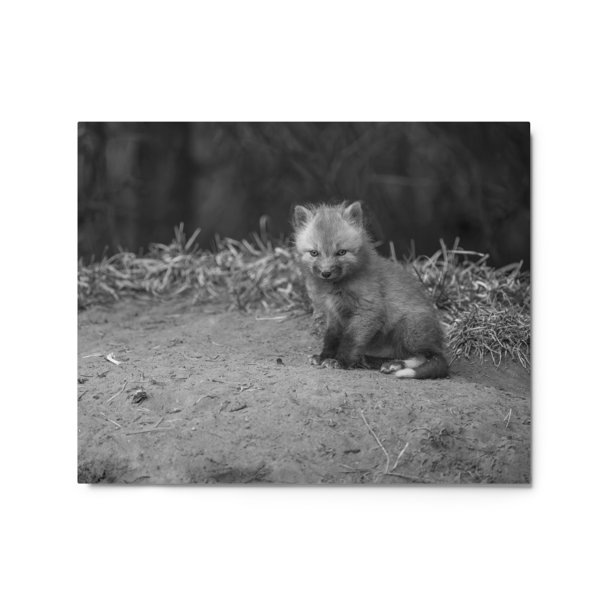 Sharp gaze baby red fox (Monochrome)! Metal prints - Image 4