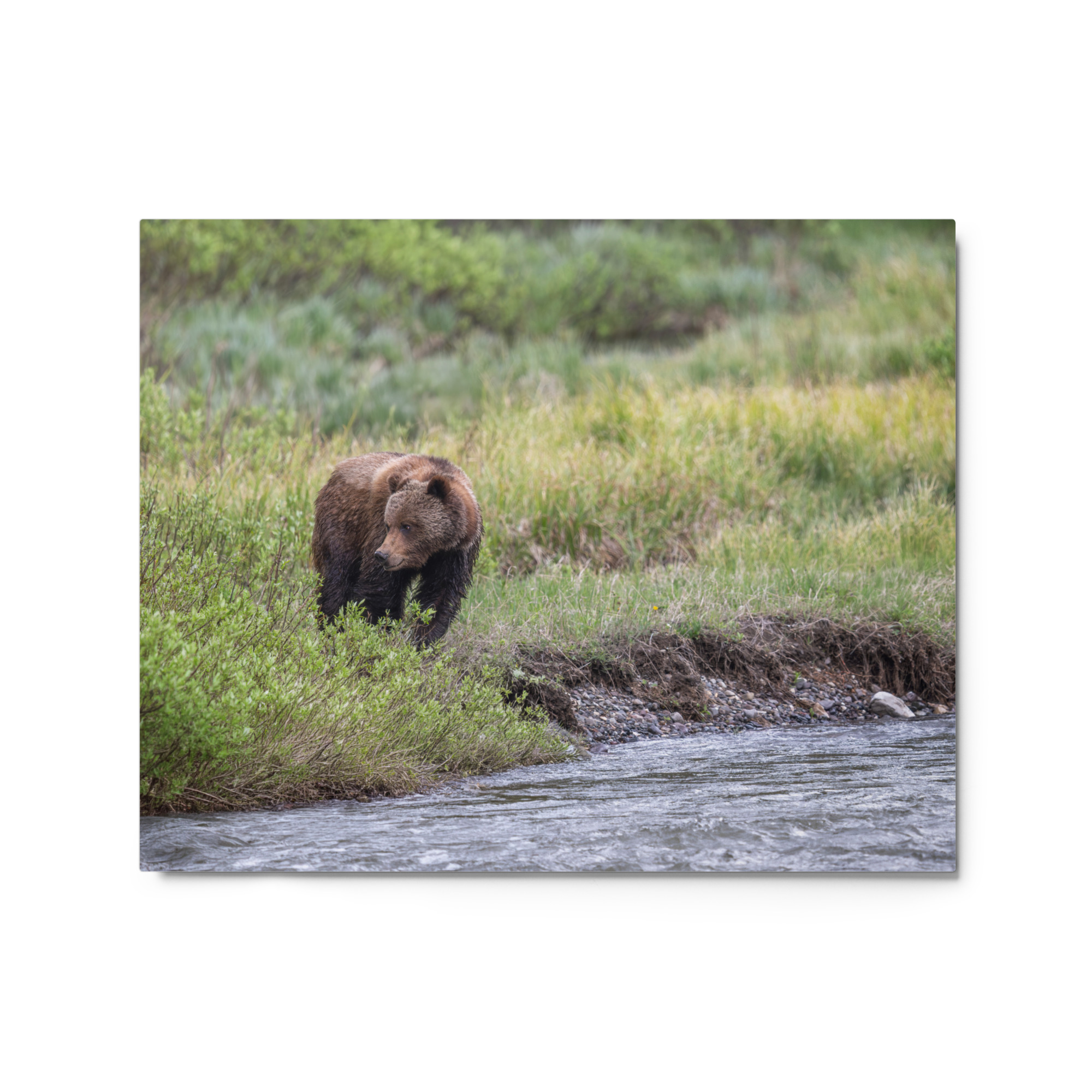 Grizzly getting read! Metal prints - Image 4